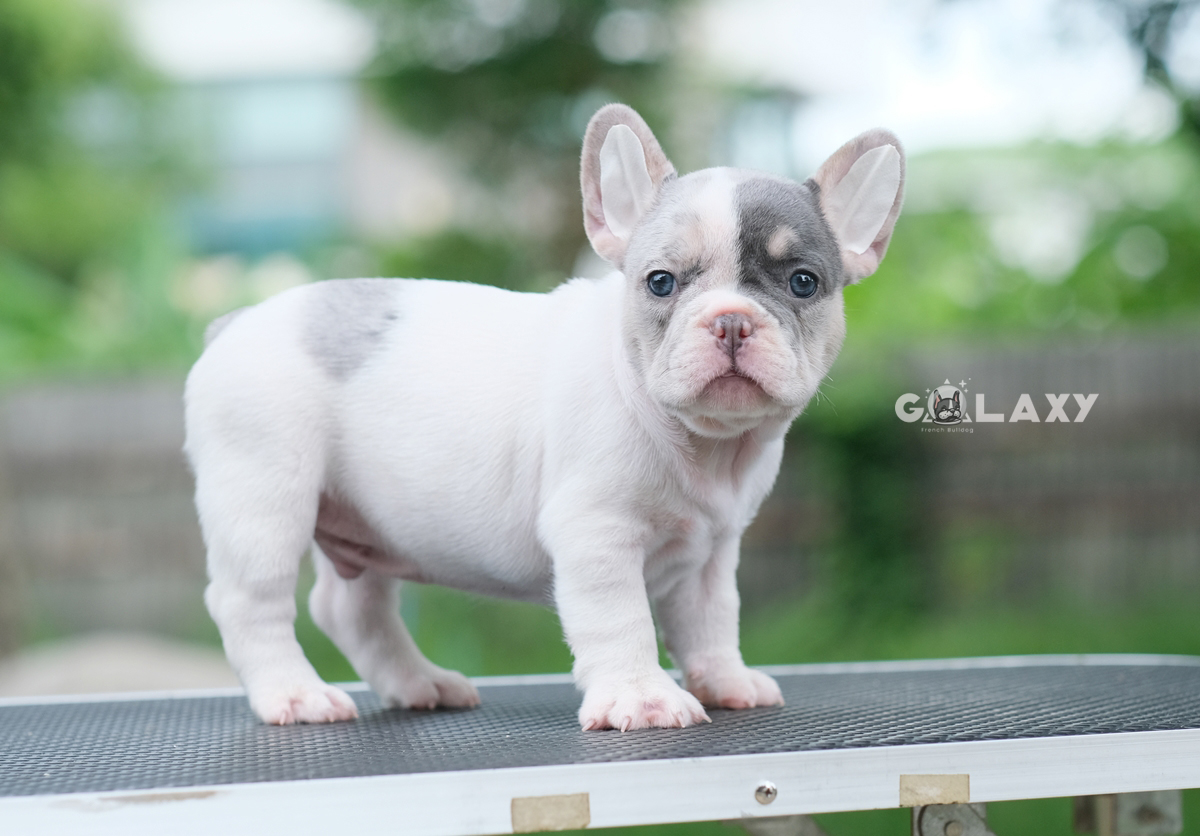 เพศผู้ สีบลูเมอร์แทนพาย สีพิเศษมี4สีในตัว ทั้งสีบลู สีเมอร์ สีแทน และสีพาย พิเศษแบบนี้ไม่ได้เกิดขึ้นง่ายๆ ใครอยากได้ลูกชายแบบลิมิเต็ดไม่ซ้ำใคร ติดต่อได้ค่ะ 0929918888