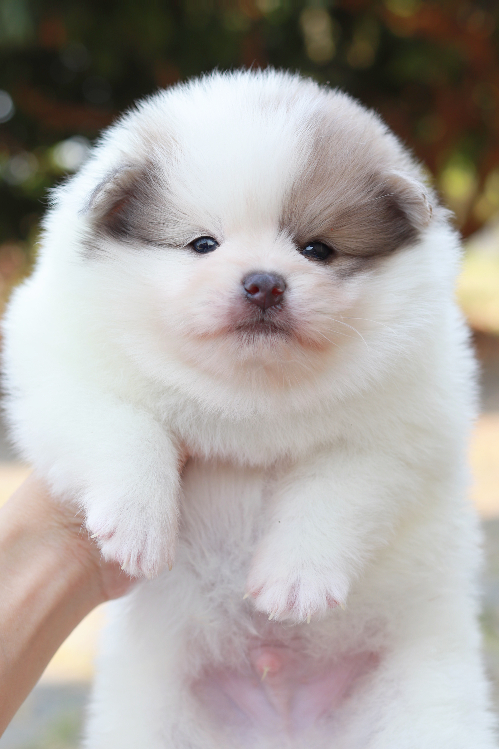 ปอมเมอเรเนียน เพศผู้