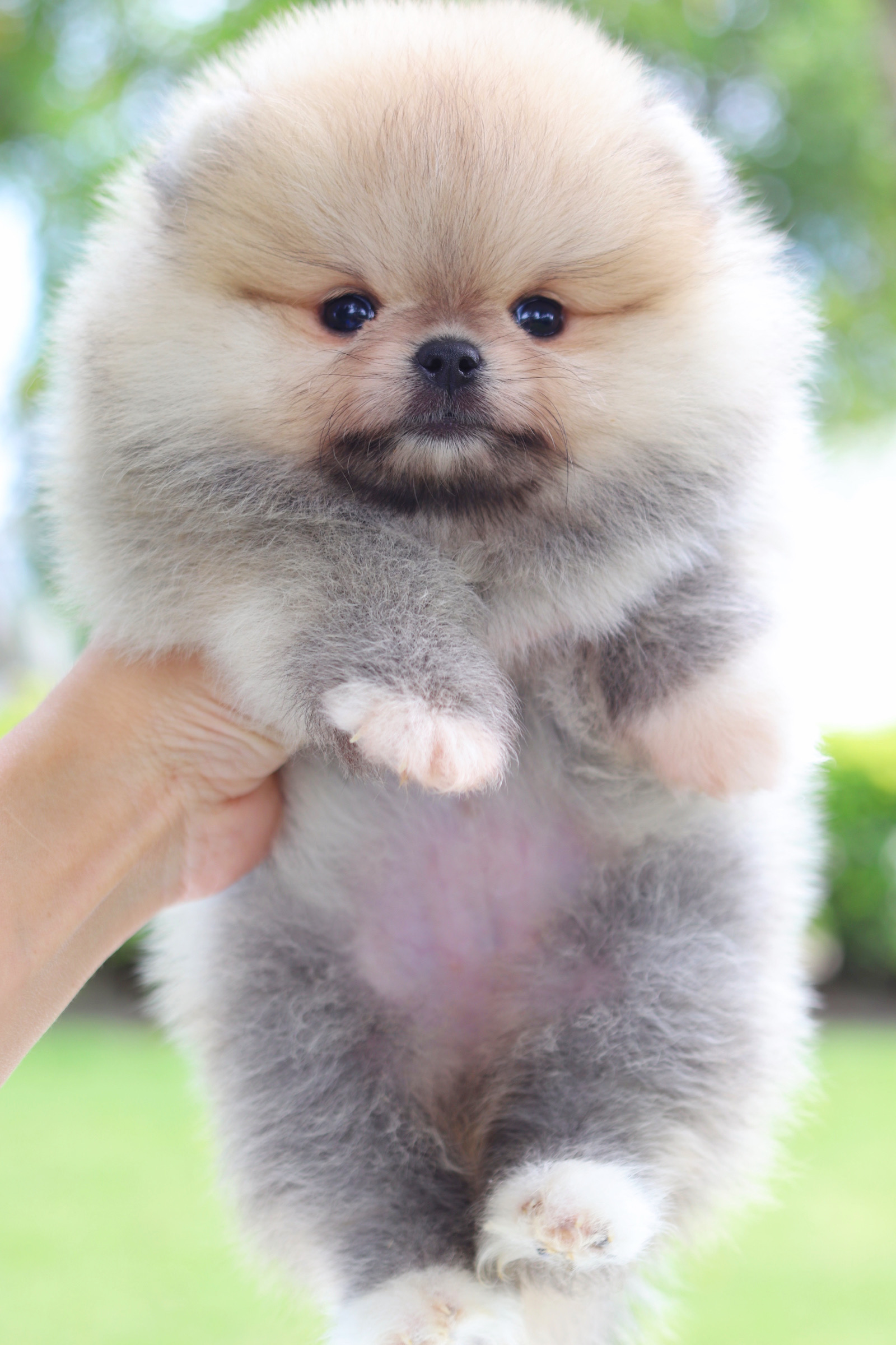 ปอมเมอเรเนียน เพศเมียสีส้ม เกรดโชว์