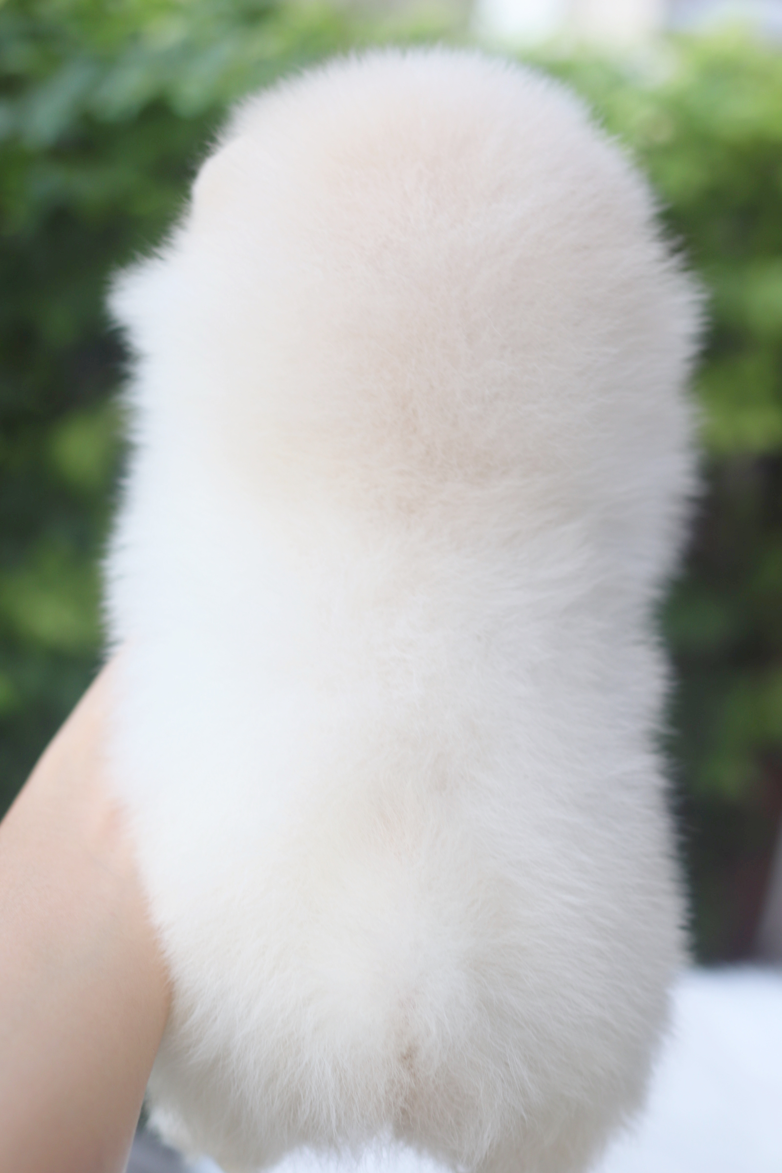 ปอมเมอเรเนียน เพศเมียสีขาวครีมเกรดโชว์