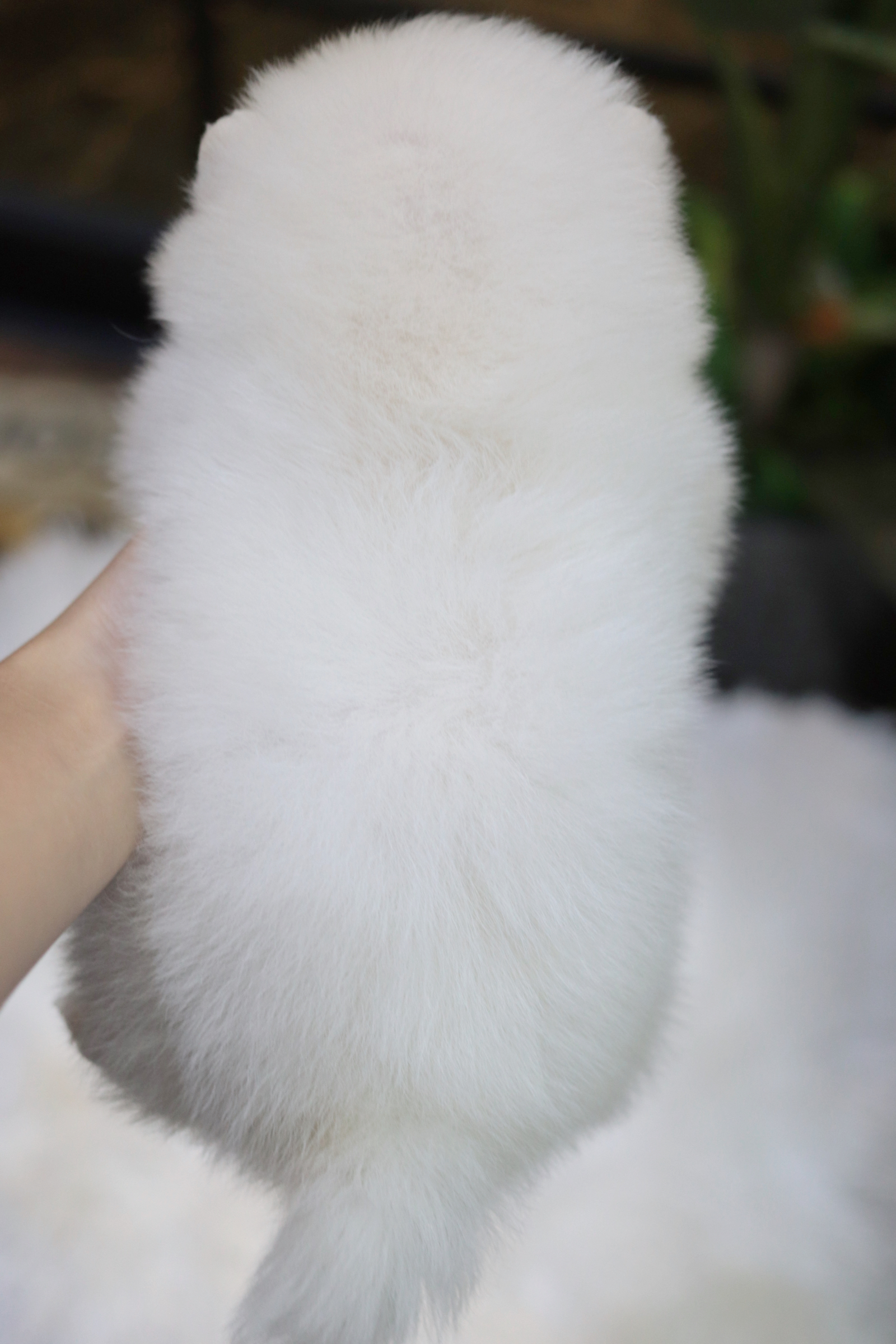 ปอมเมอเรเนียน เพศเมียสีขาว