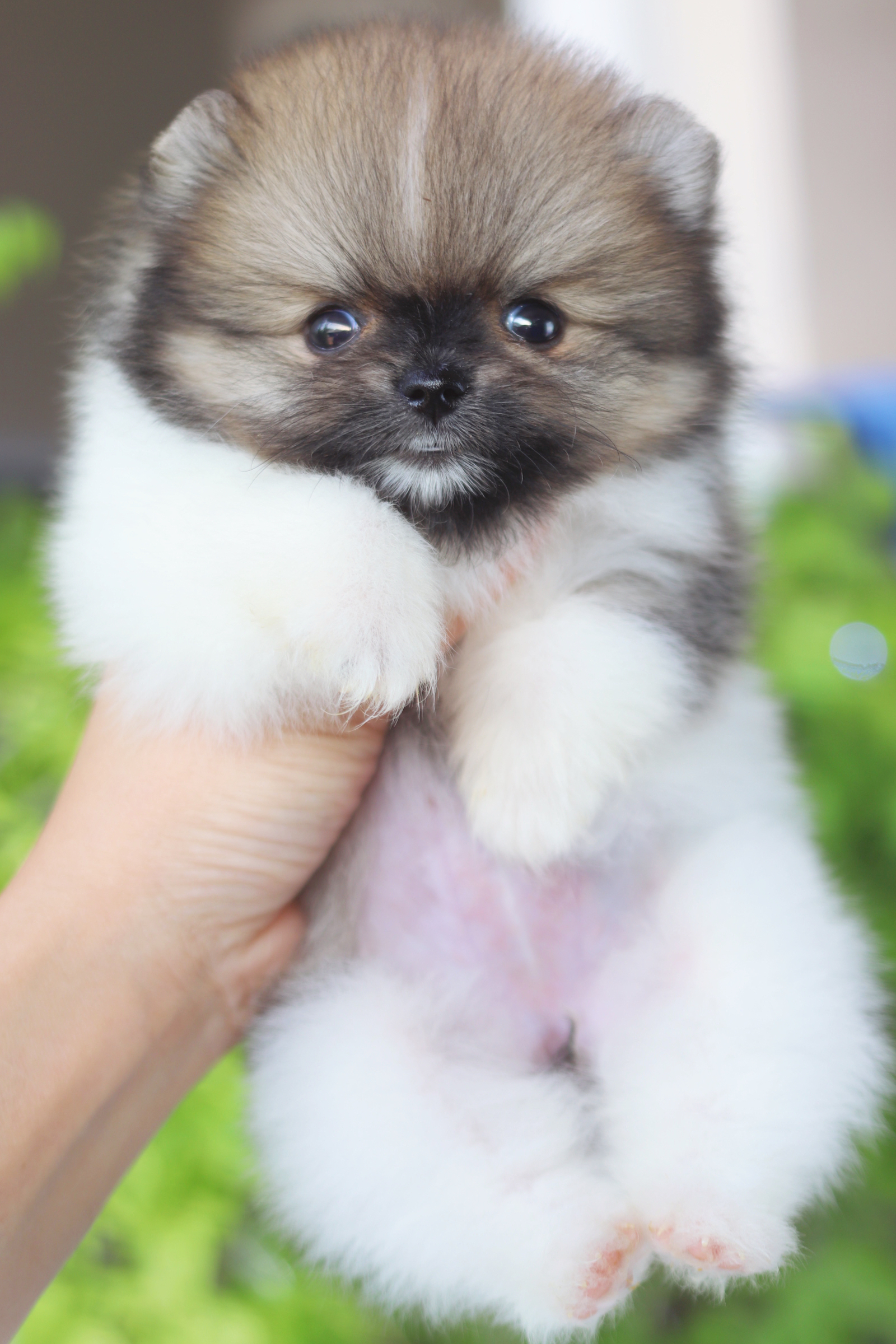 ปอมเมอเรเนียน เพศเมียสีแฟนซี