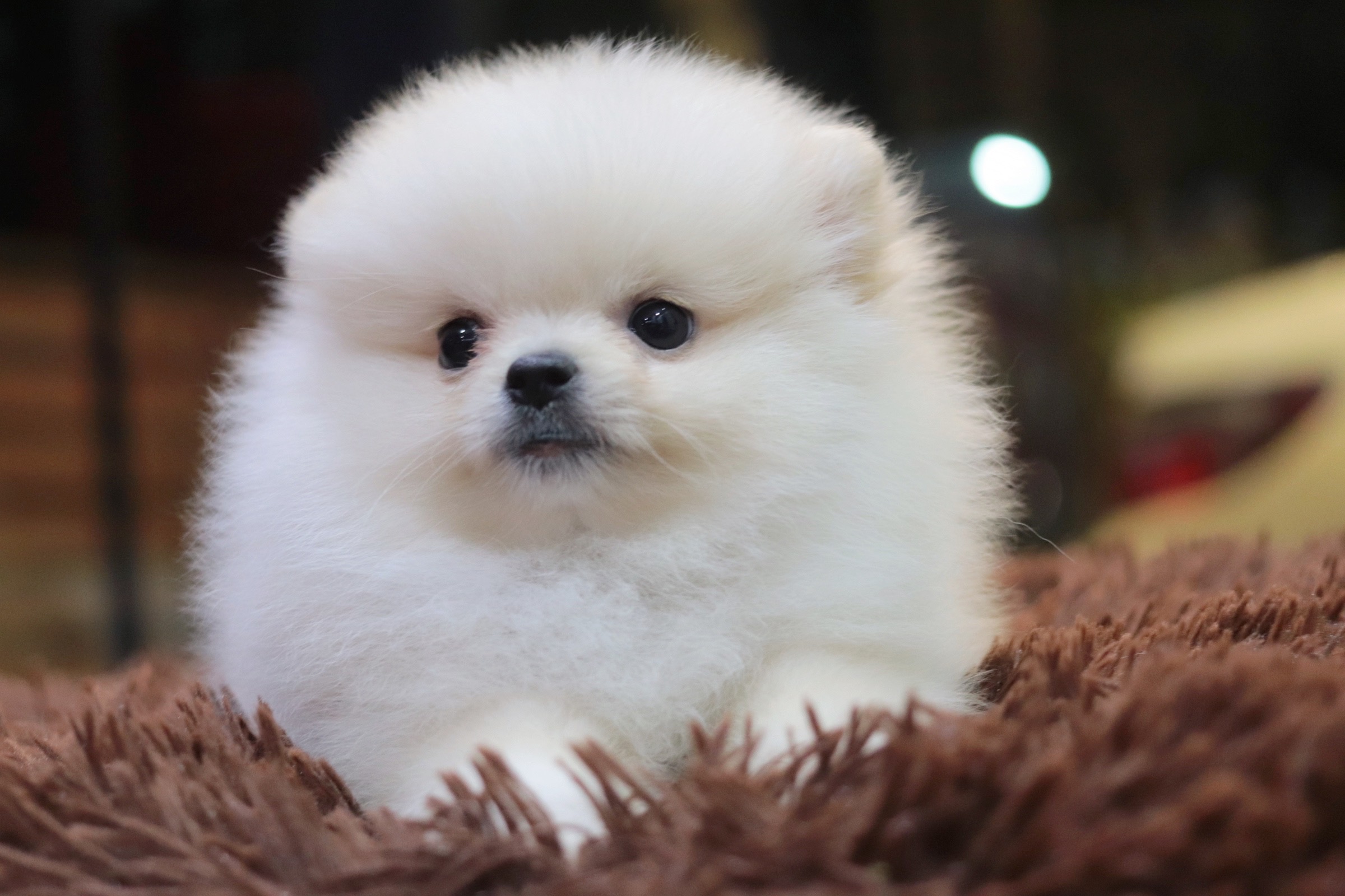 ปอมเมอเรเนียน เพศเมีย