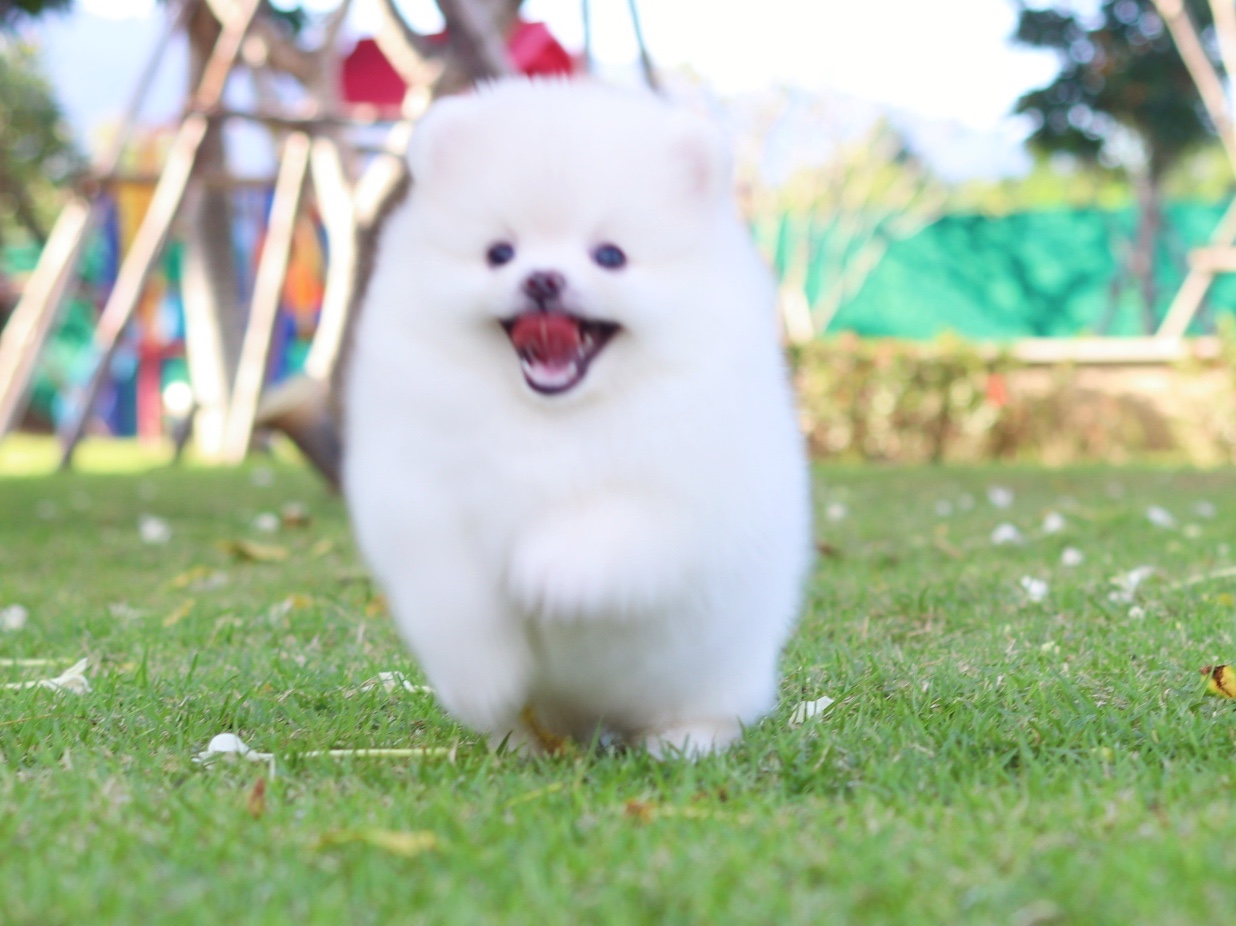 ปอมเมอเรเนียน เพศผู้ สีขาวครีม