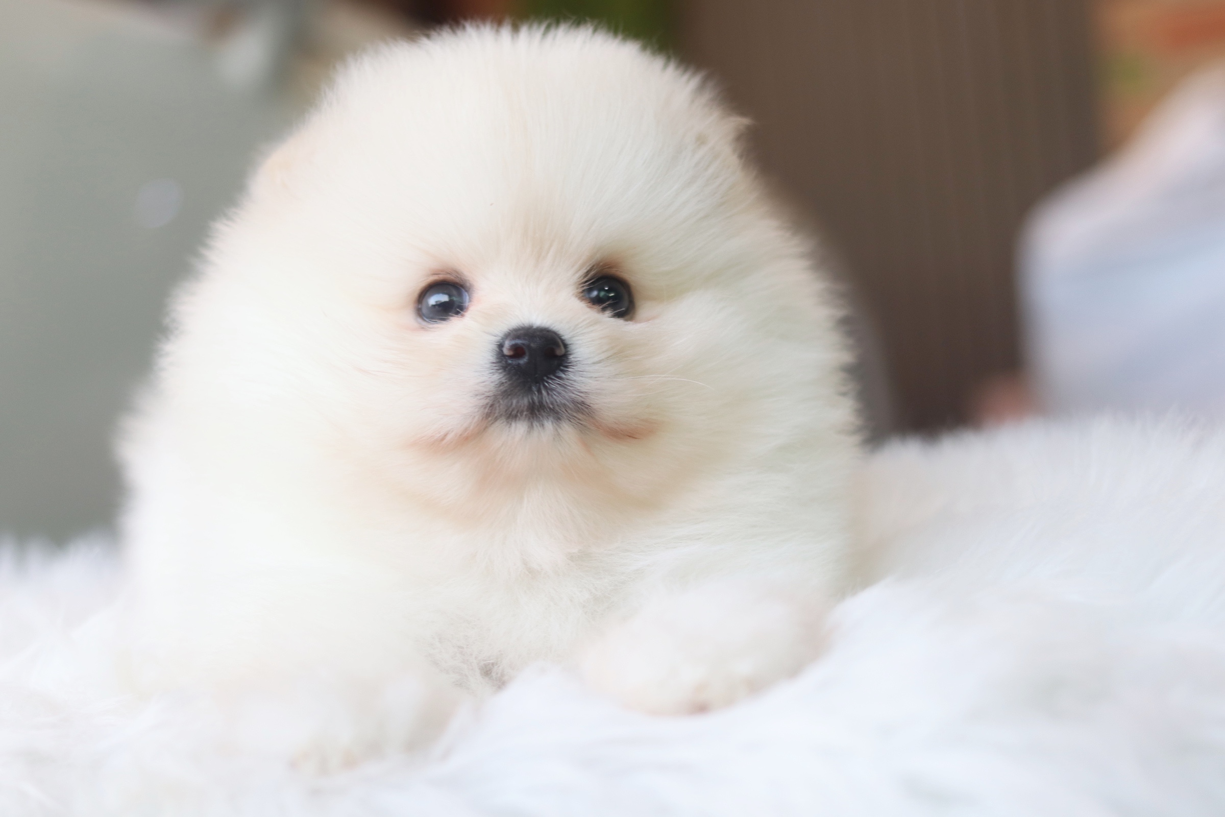 ปอมเมอเรเนียน เพศผู้ สีขาวครีม