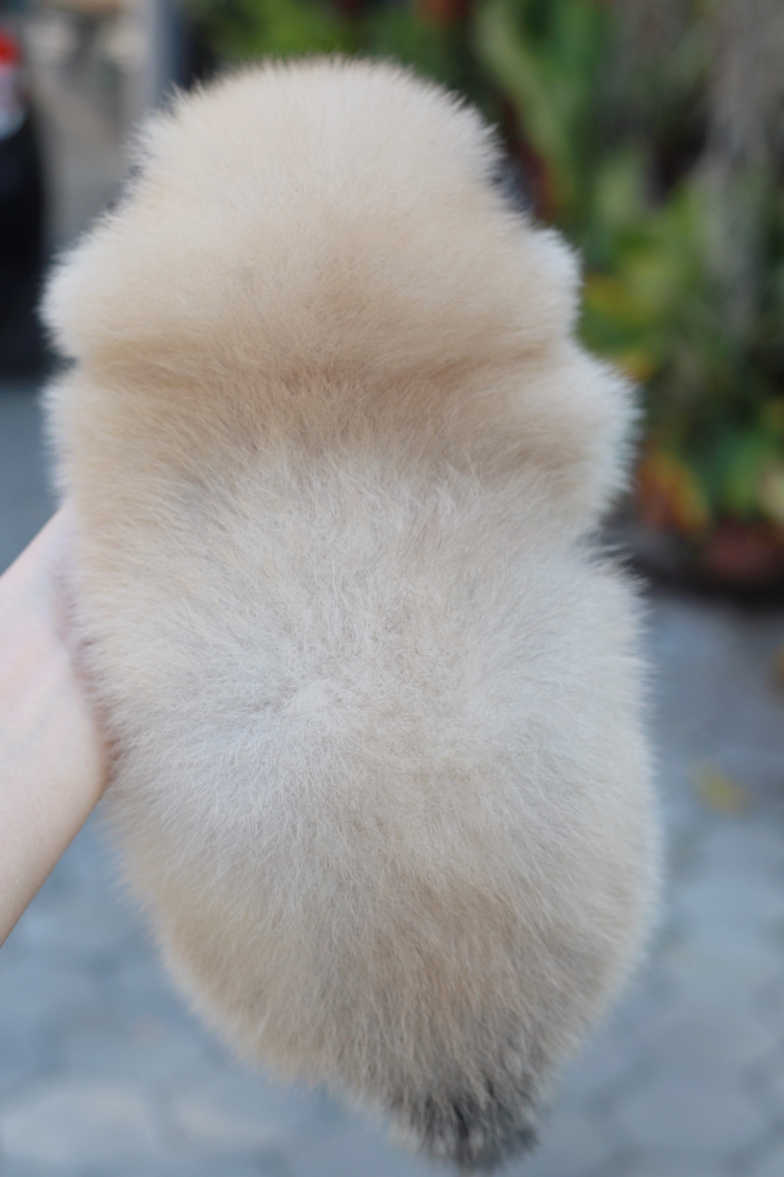 ปอมเมอเรเนียน เพศผู้