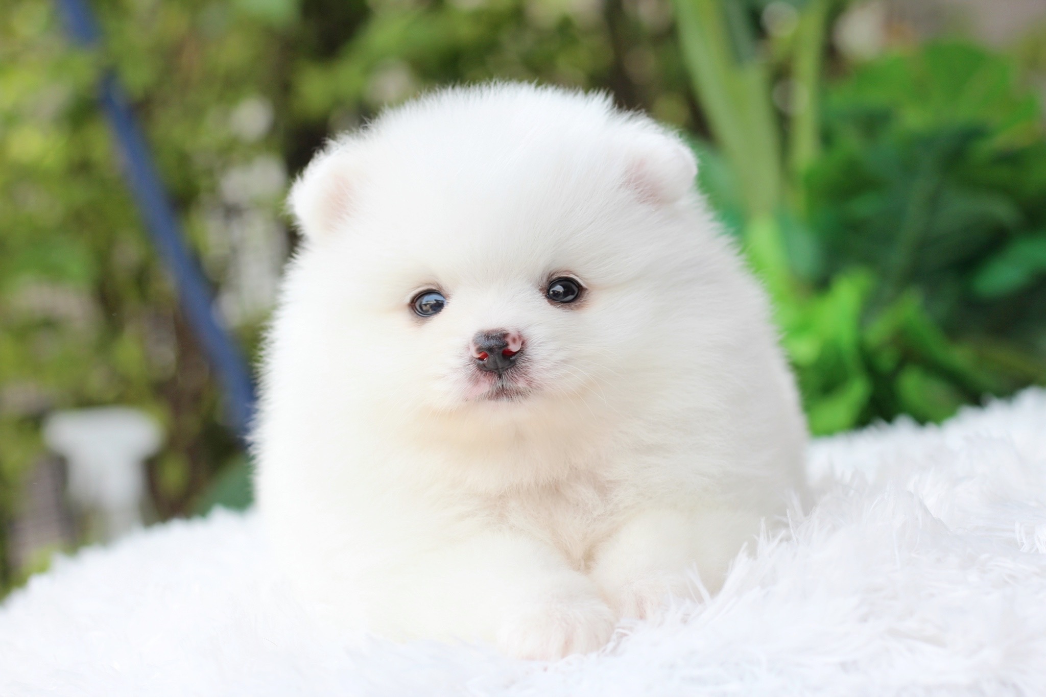 ปอมเมอเรเนียน เพศผู้สีขาว