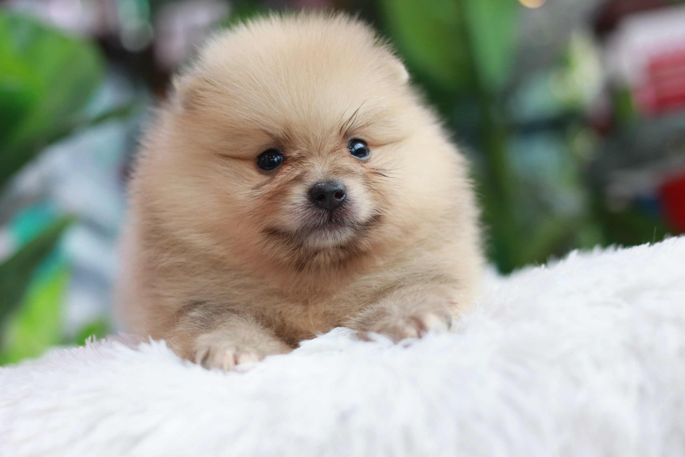 ปอมเมอเรเนียน เพศผู้ หน้าฟ็อก