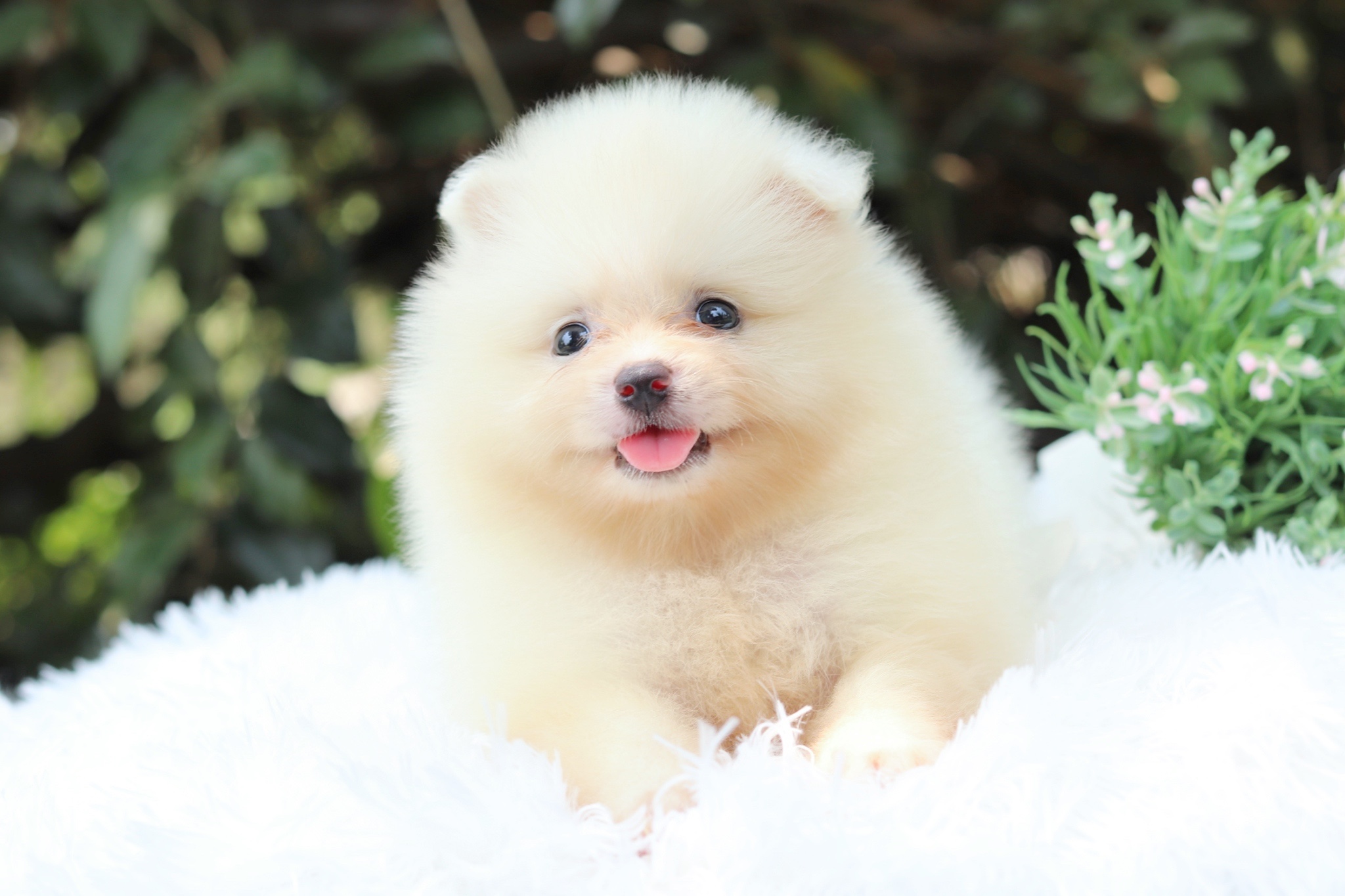 ปอมเมอเรเนียน เพศเมีย สีขาวครีม