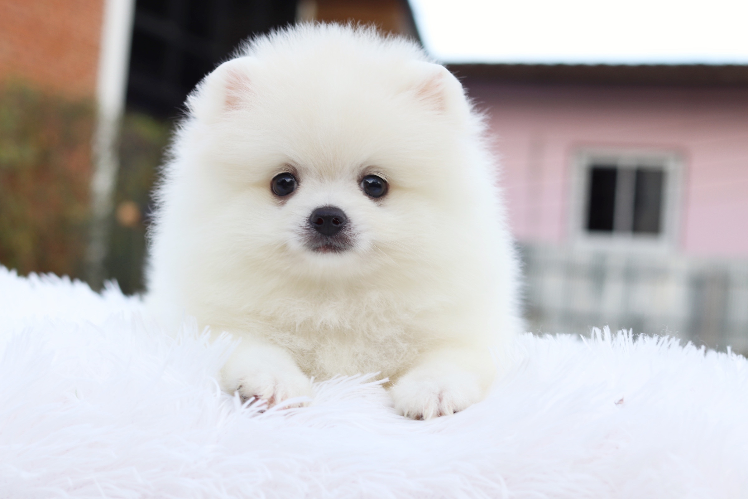 ปอมเมอเรเนียน เพศผู้ สีขาวครีม