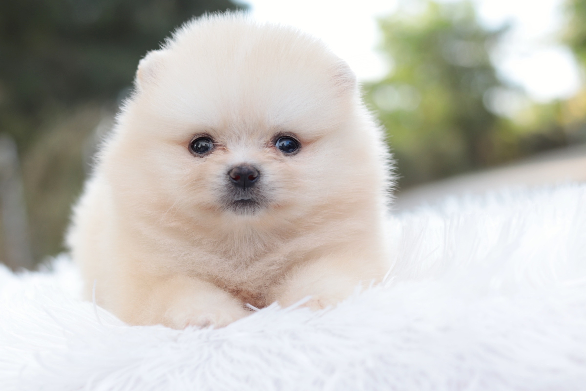 ปอมเมอเรเนียน เพศเมีย สีขาวครีม