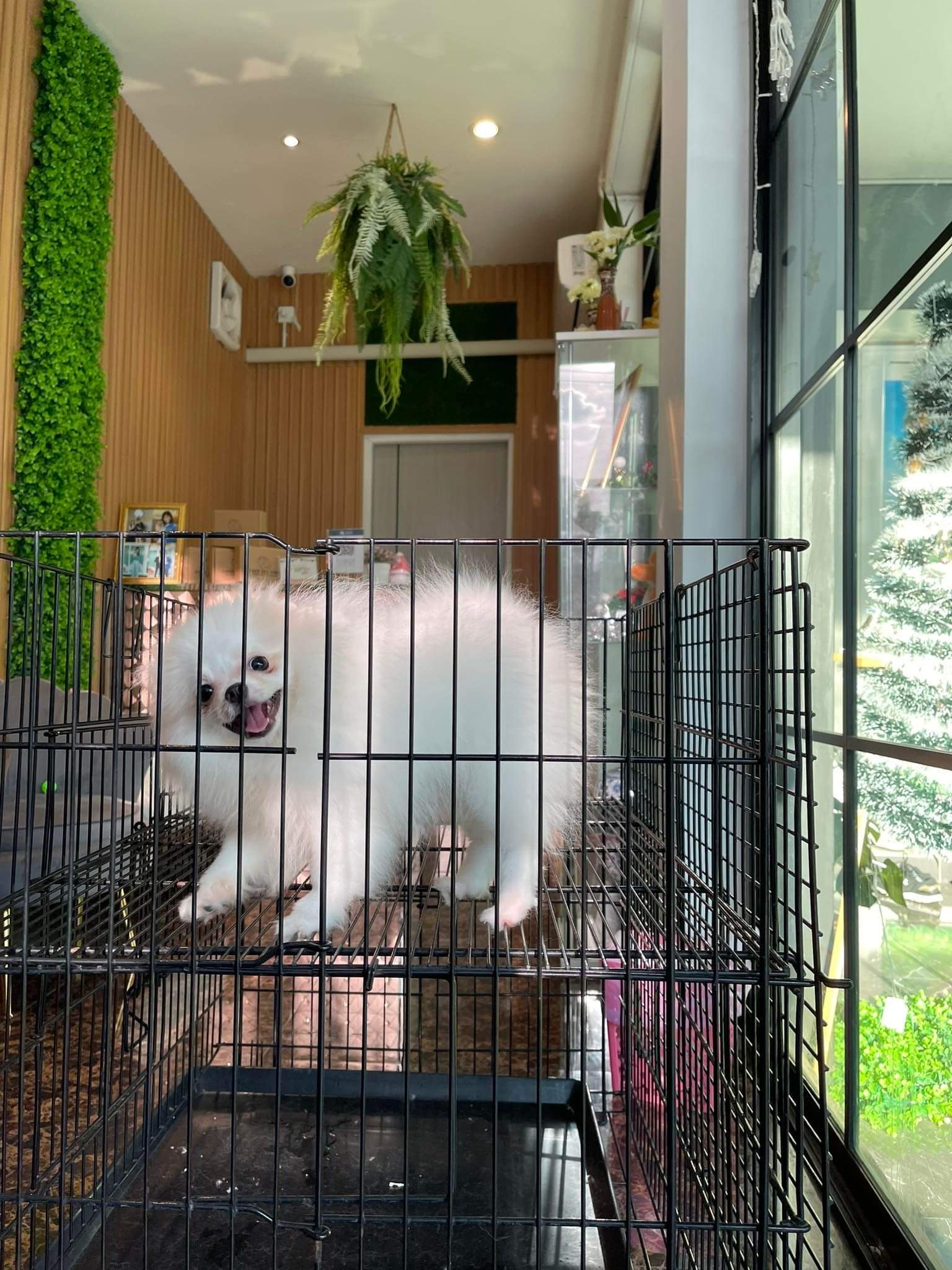 ปอมเมอเรเนียน เพศผู้สีขาวครีม