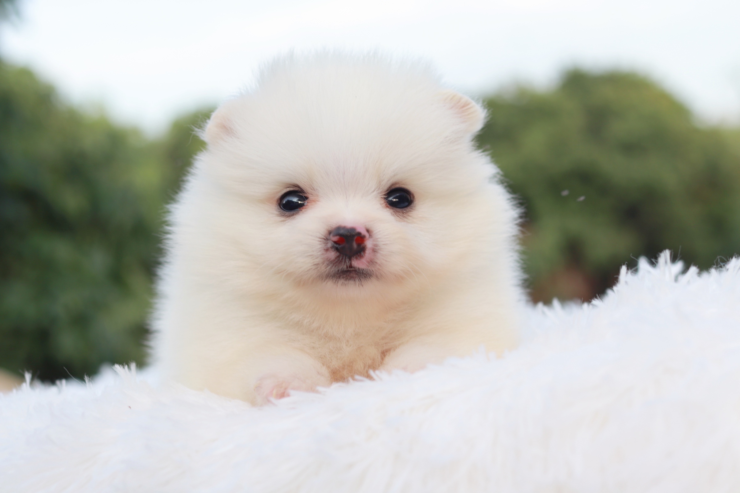 ปอมเมอเรเนียน เพศผู้ขาวครีม หน้าฟ็อก