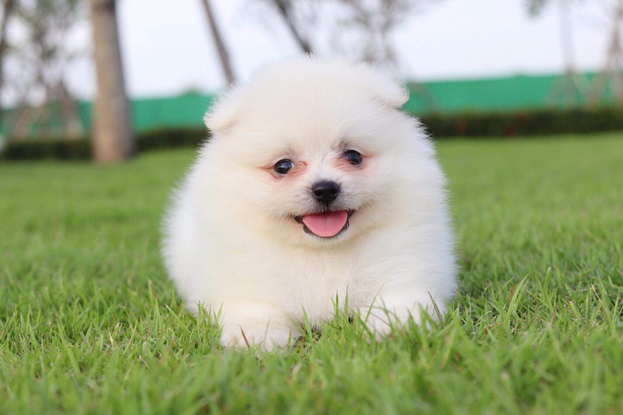 ปอมเมอเรเนียน เพศเมีย