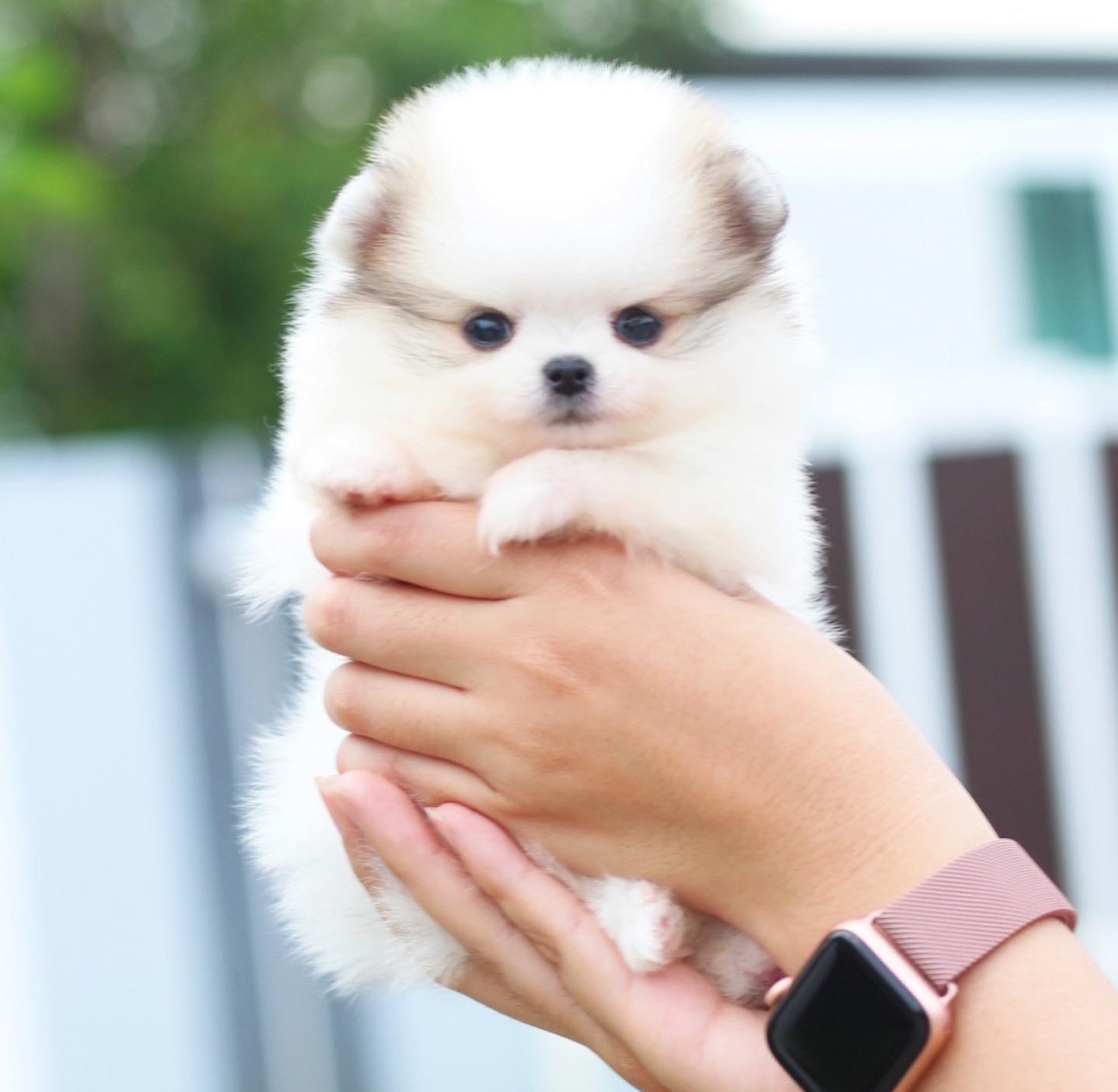 ปอมเมอเรเนียน เพศเมียสีแฟนซี เกรดโชว์