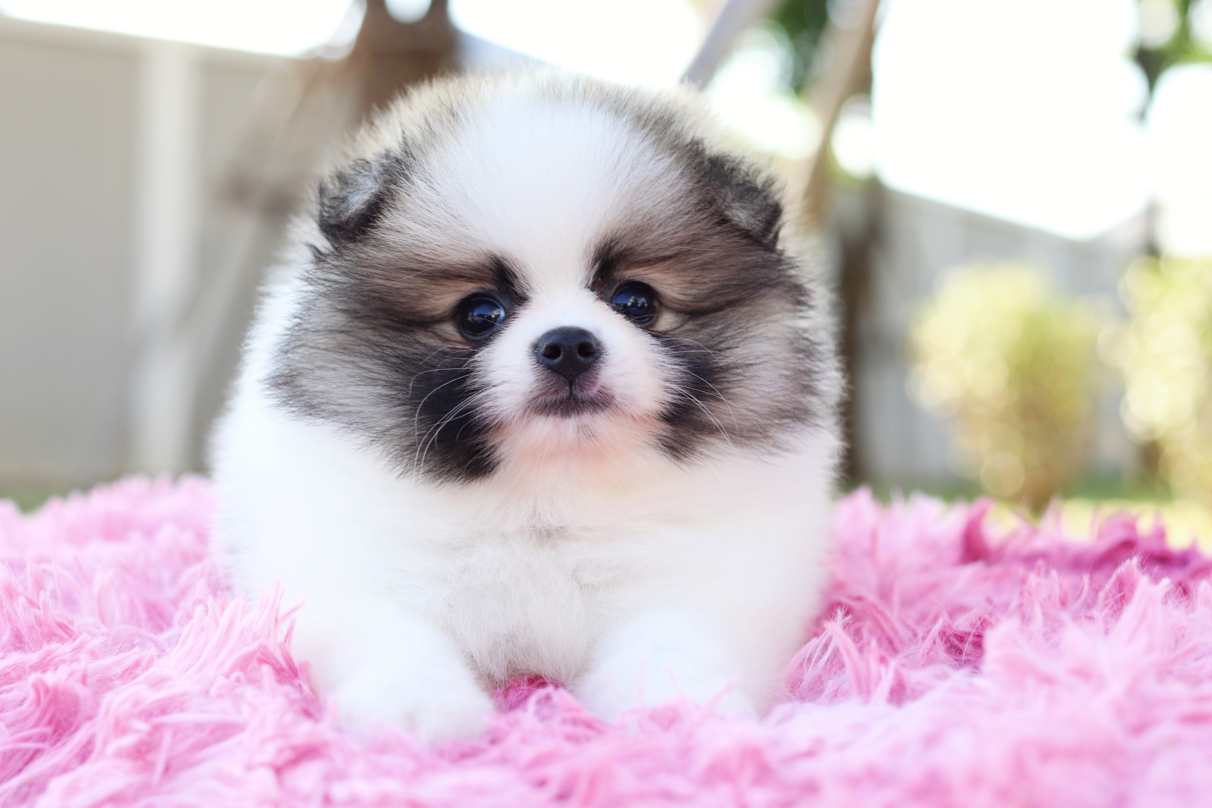 ปอมเมอเรเนียน เพศเมีย สีแฟนซี