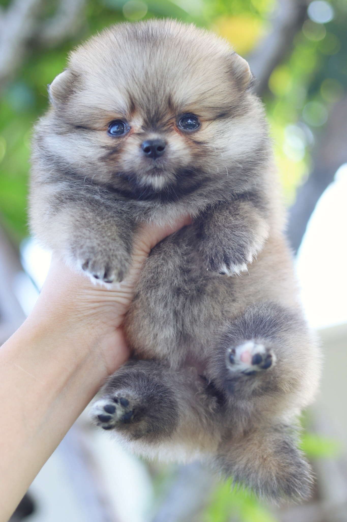 ปอมเมอเรเนียน เพศเมียสีส้ม