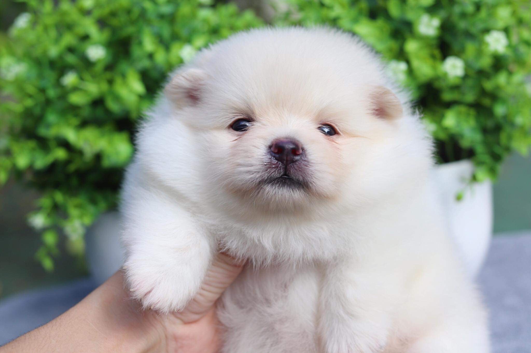 ปอมเมอเรเนียน เพศผู้