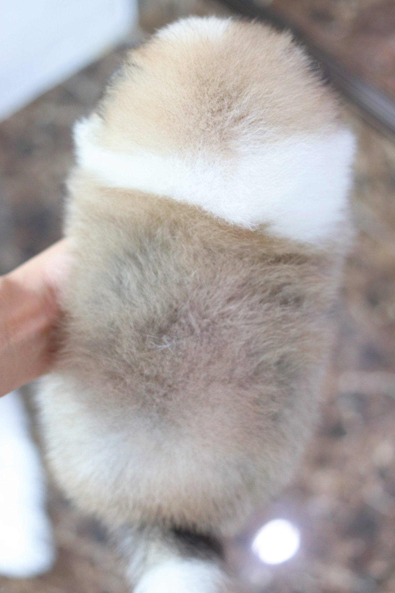 ปอมเมอเรเนียน เพศผู้ แฟนซี