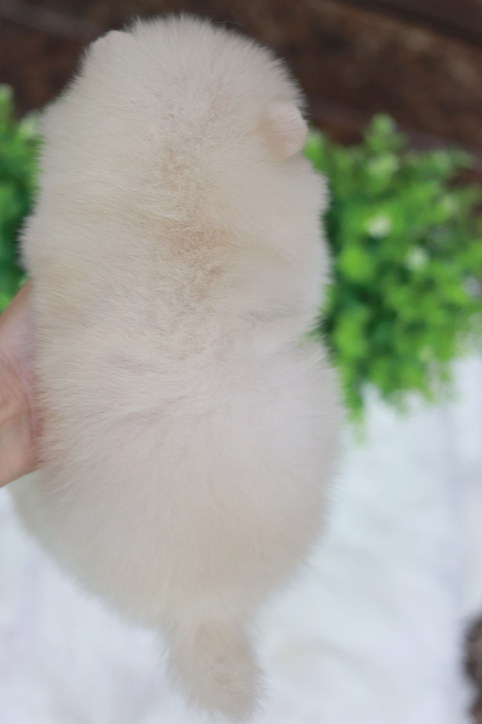 ปอมเมอเรเนียน เพศผู้ ขาวครีม