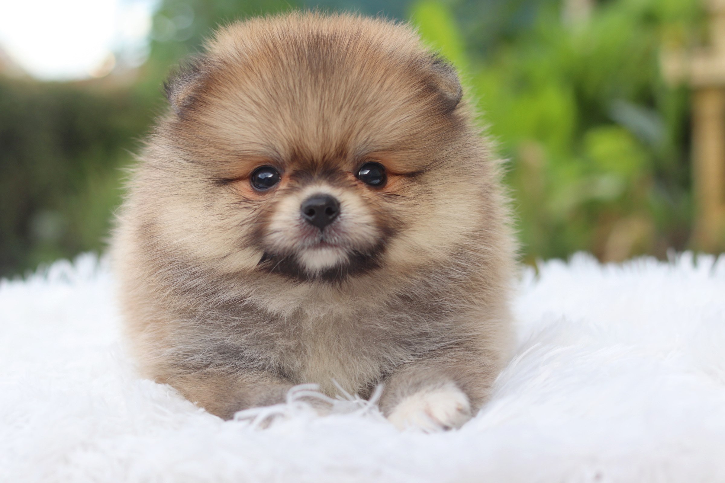 ปอมเมอเรเนียน เพศผู้สีส้ม