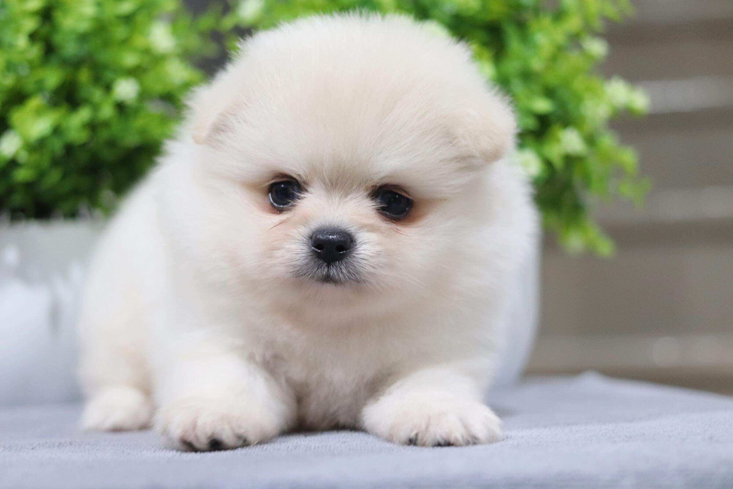 ปอมเมอเรเนียน เพศผู้