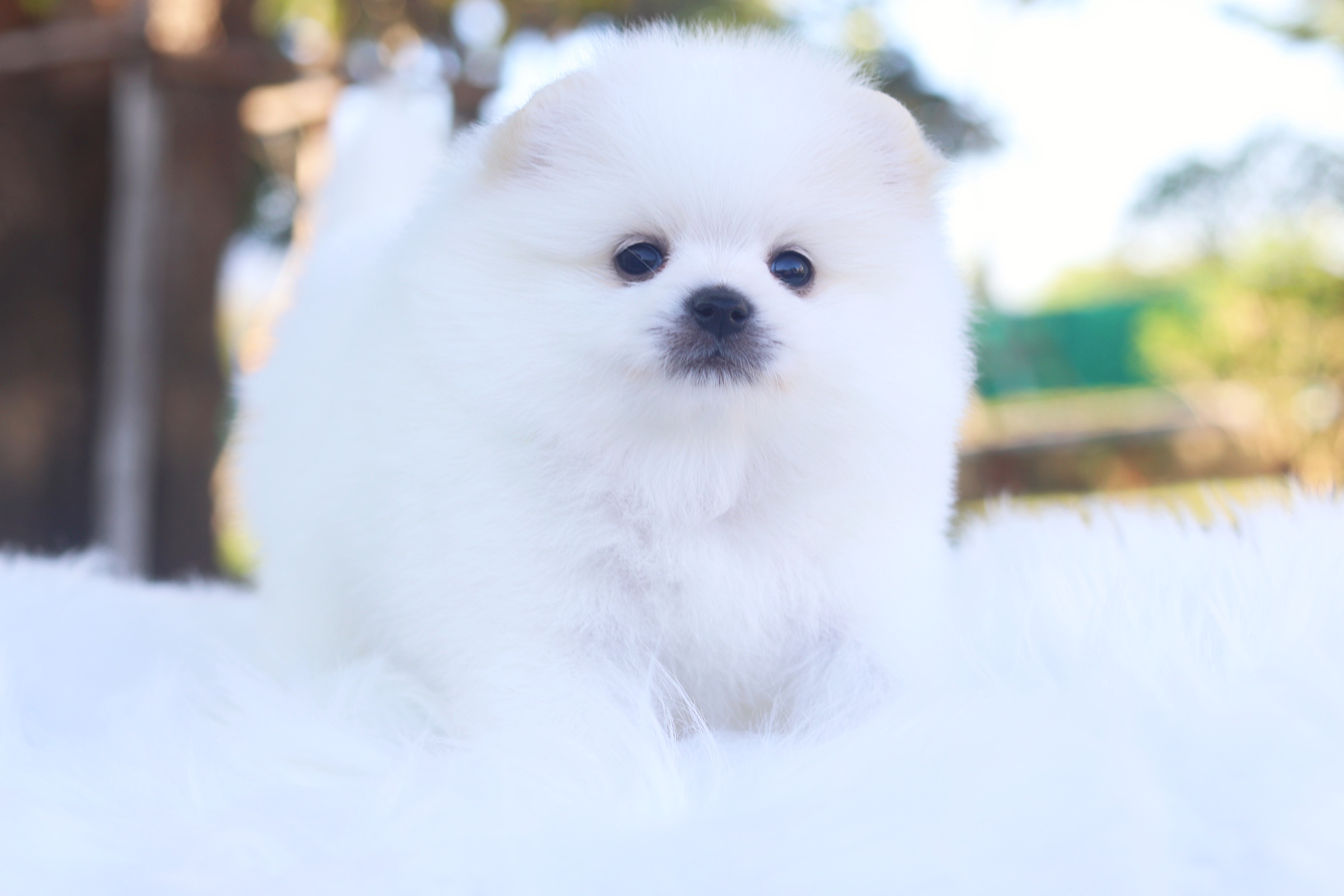 ปอมเมอเรเนียน เพศเมียขาวครีม