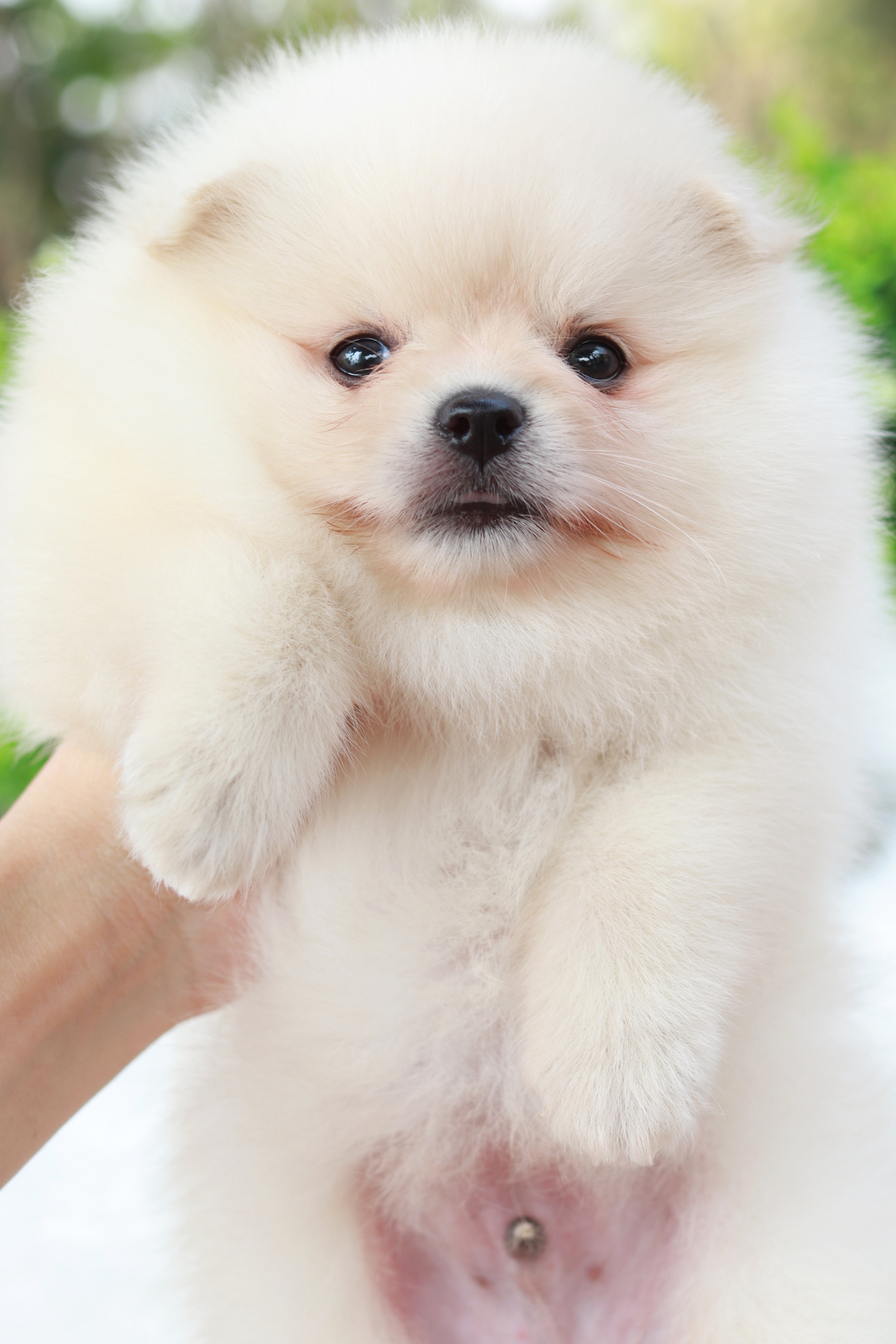 ปอมเมอเรเนียน เพศผู้ สีขาวครีม