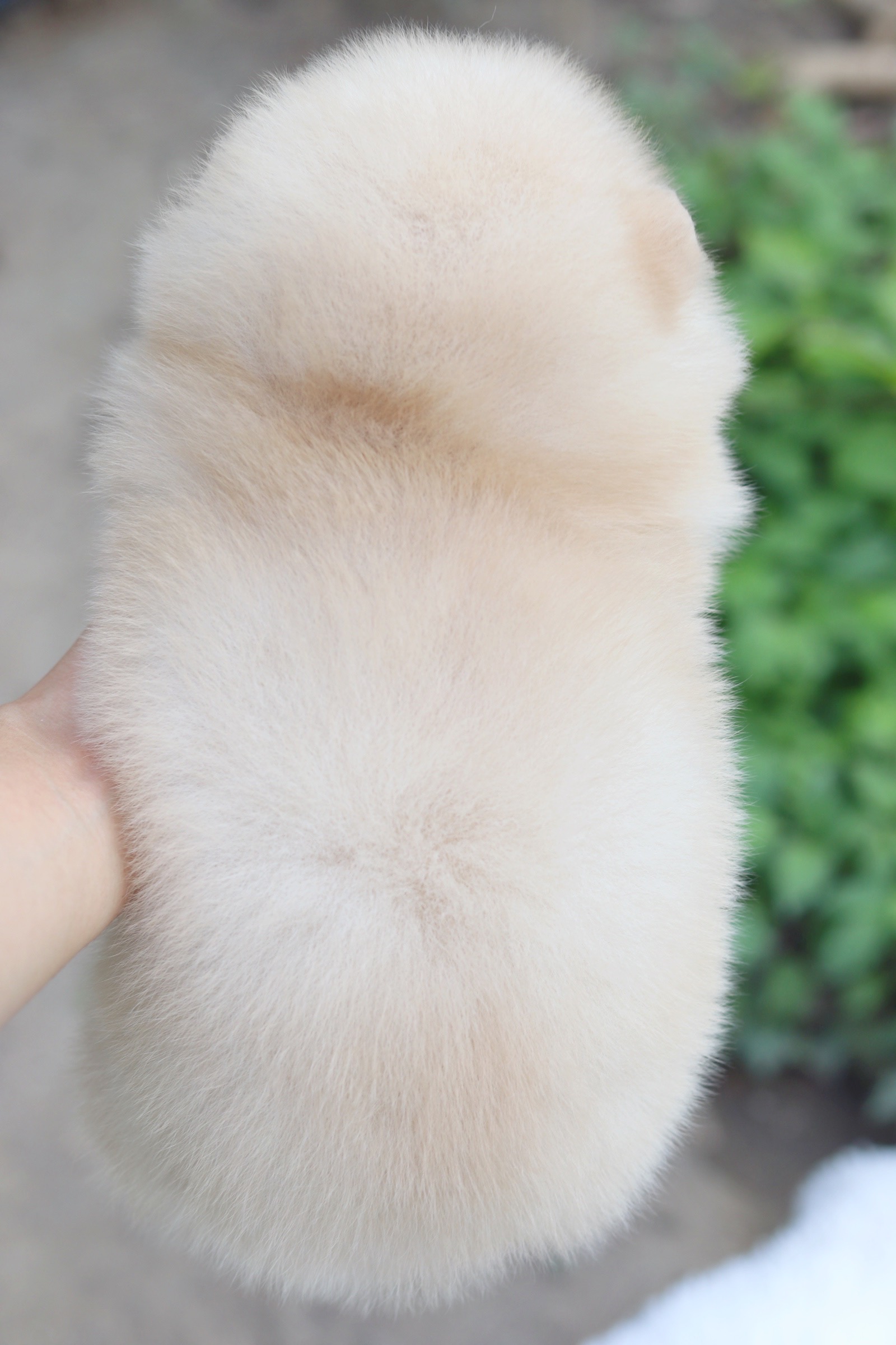 ปอมเมอเรเนียน เพศเมีย ขาวครีม