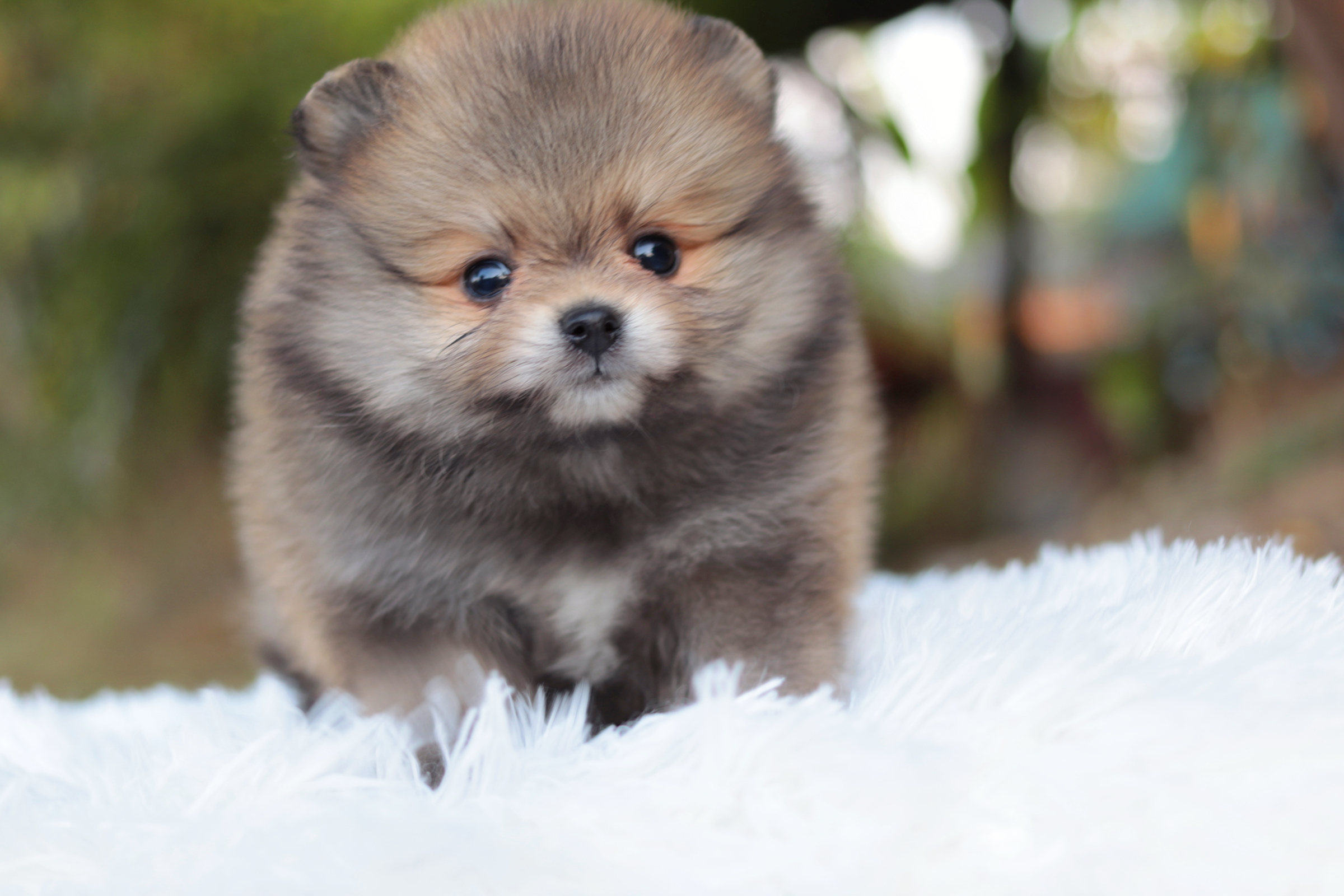 ปอมเมอเรเนียน เพศผู้สีส้ม หน้าตุ๊กตา