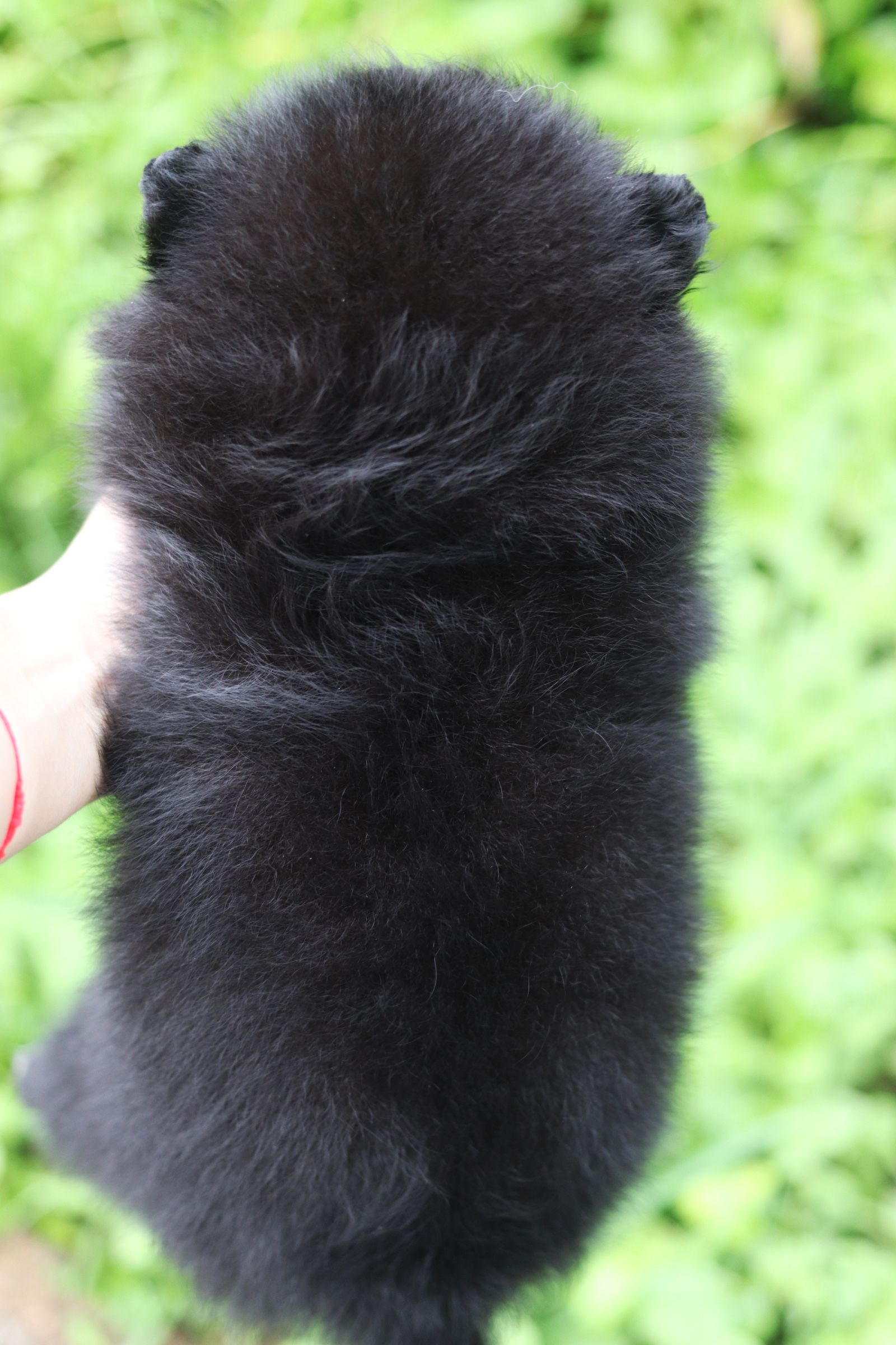 ปอมเมอเรเนียน เพศผู้ สีดำ