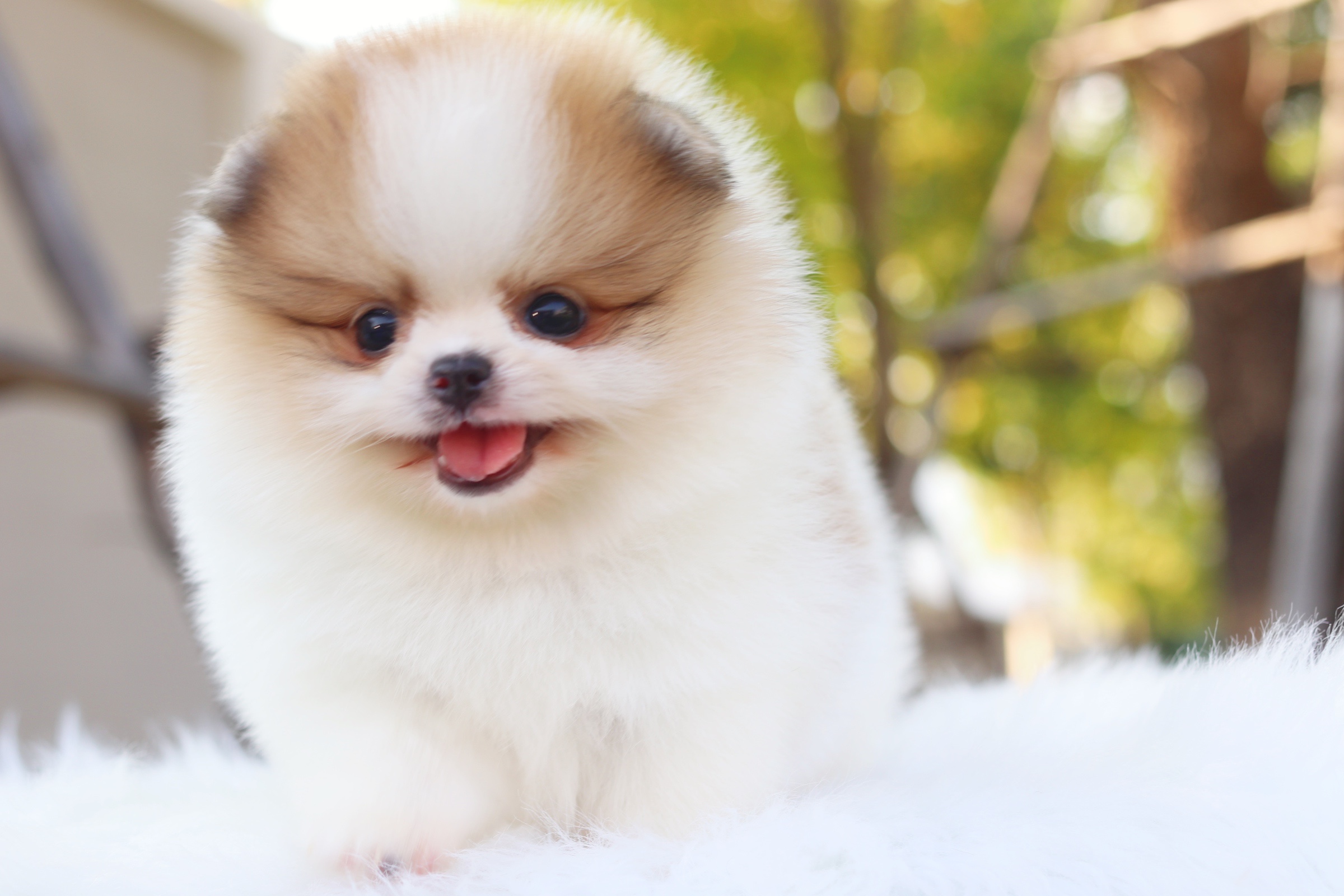 ปอมเมอเรเนียน เพศผู้สีแฟนซี