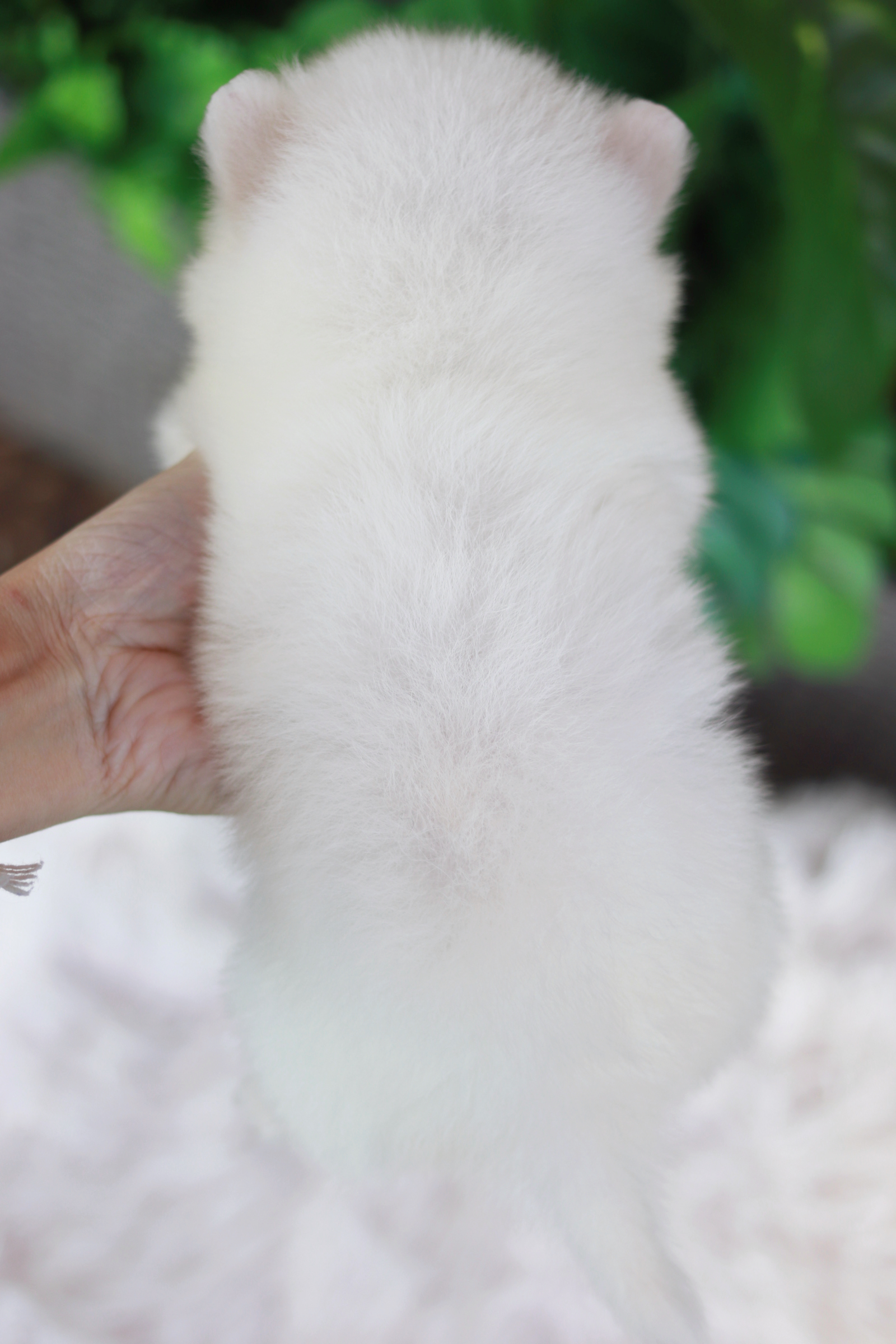 ปอมเมอเรเนียน เพศผู้ สีขาว