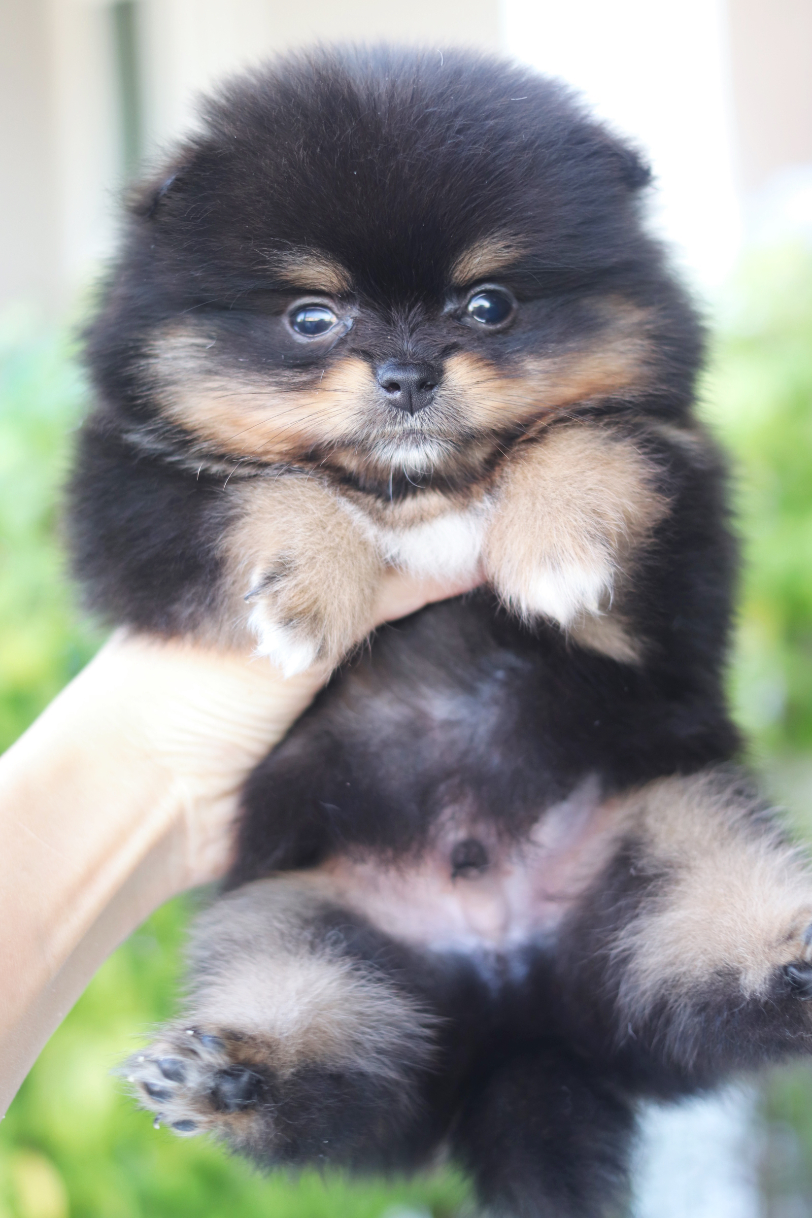 ปอมเมอเรเนียน เพศผู้สีแบล็คแทน