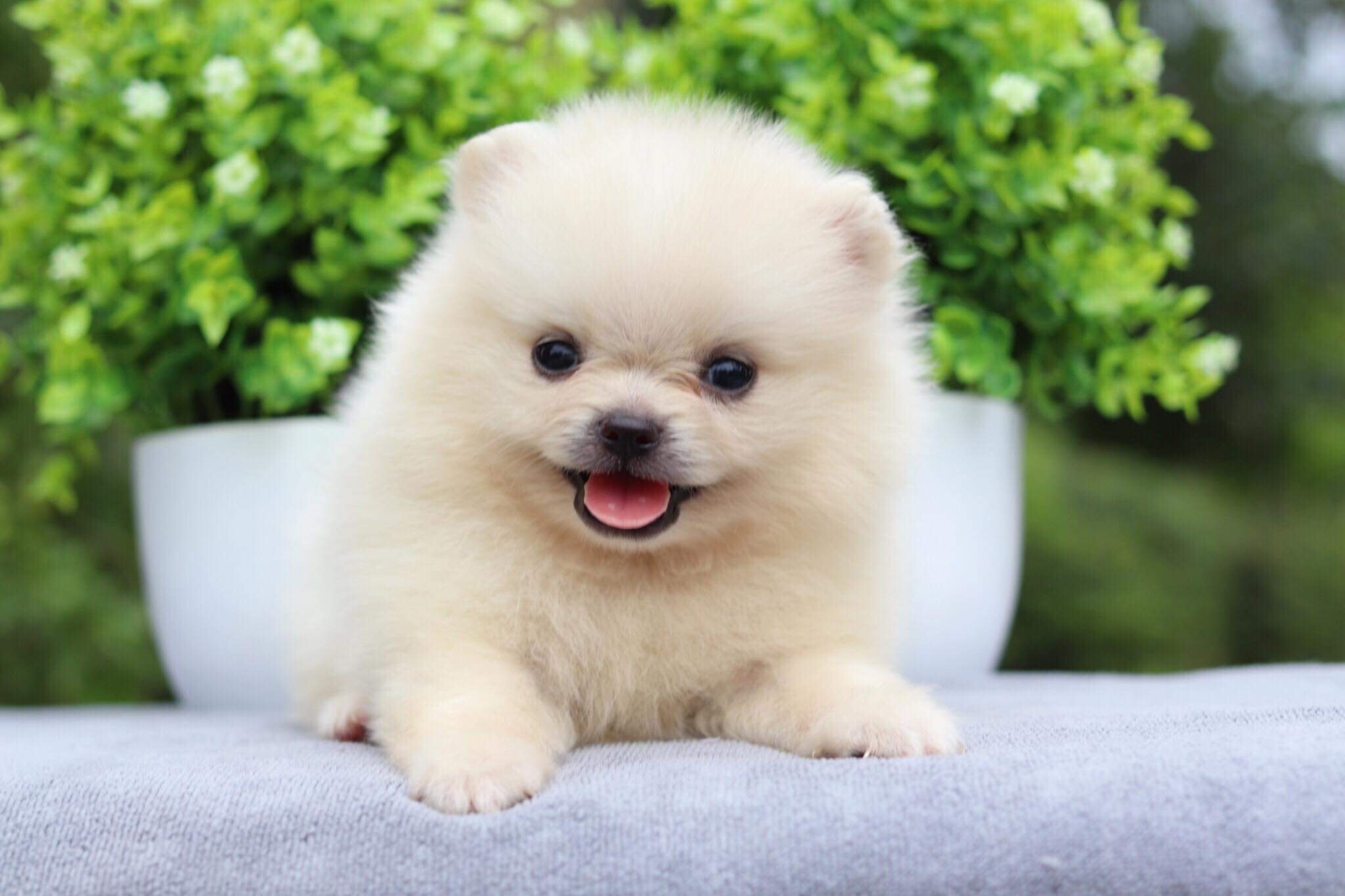 ปอมเมอเรเนียน เพศผู้