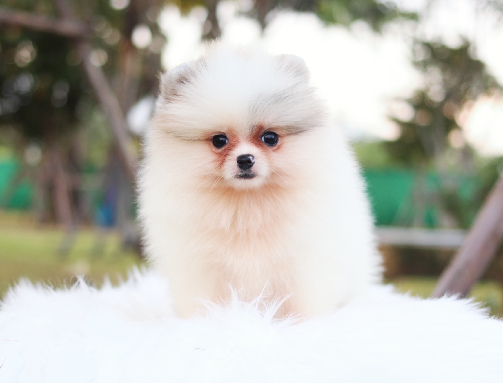 ปอมเมอเรเนียน เพศผู้สีแฟนซี ไซส์เล็ก