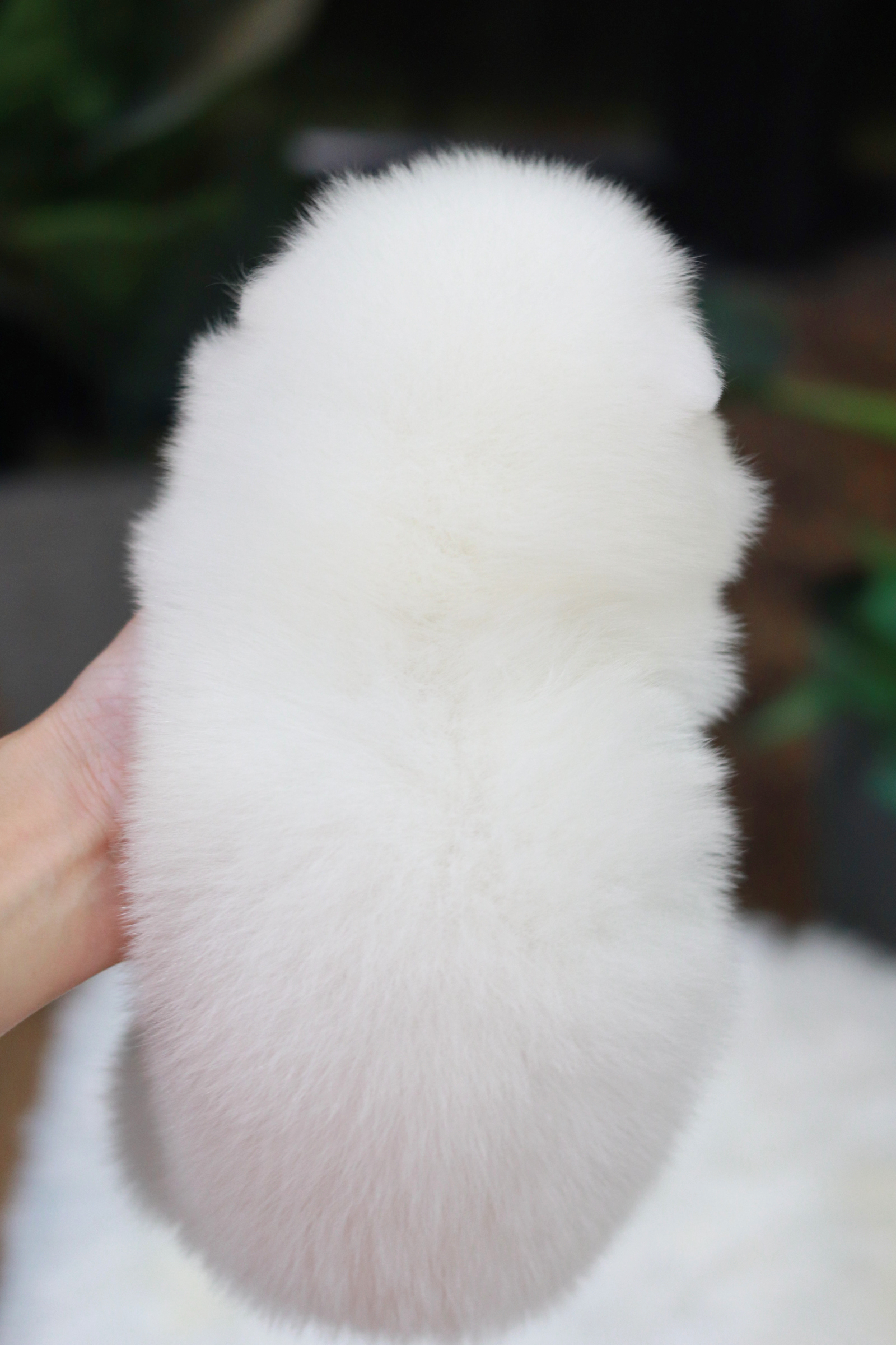 ปอมเมอเรเนียน เพศผู้