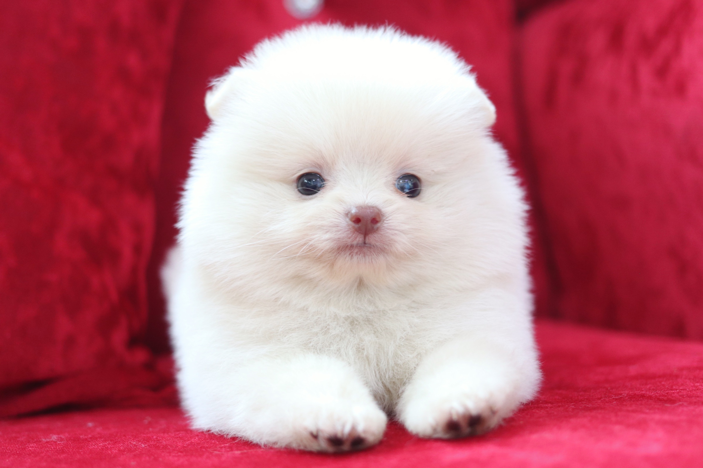 ปอมเมอเรเนียน เพศเมีย สีครีม