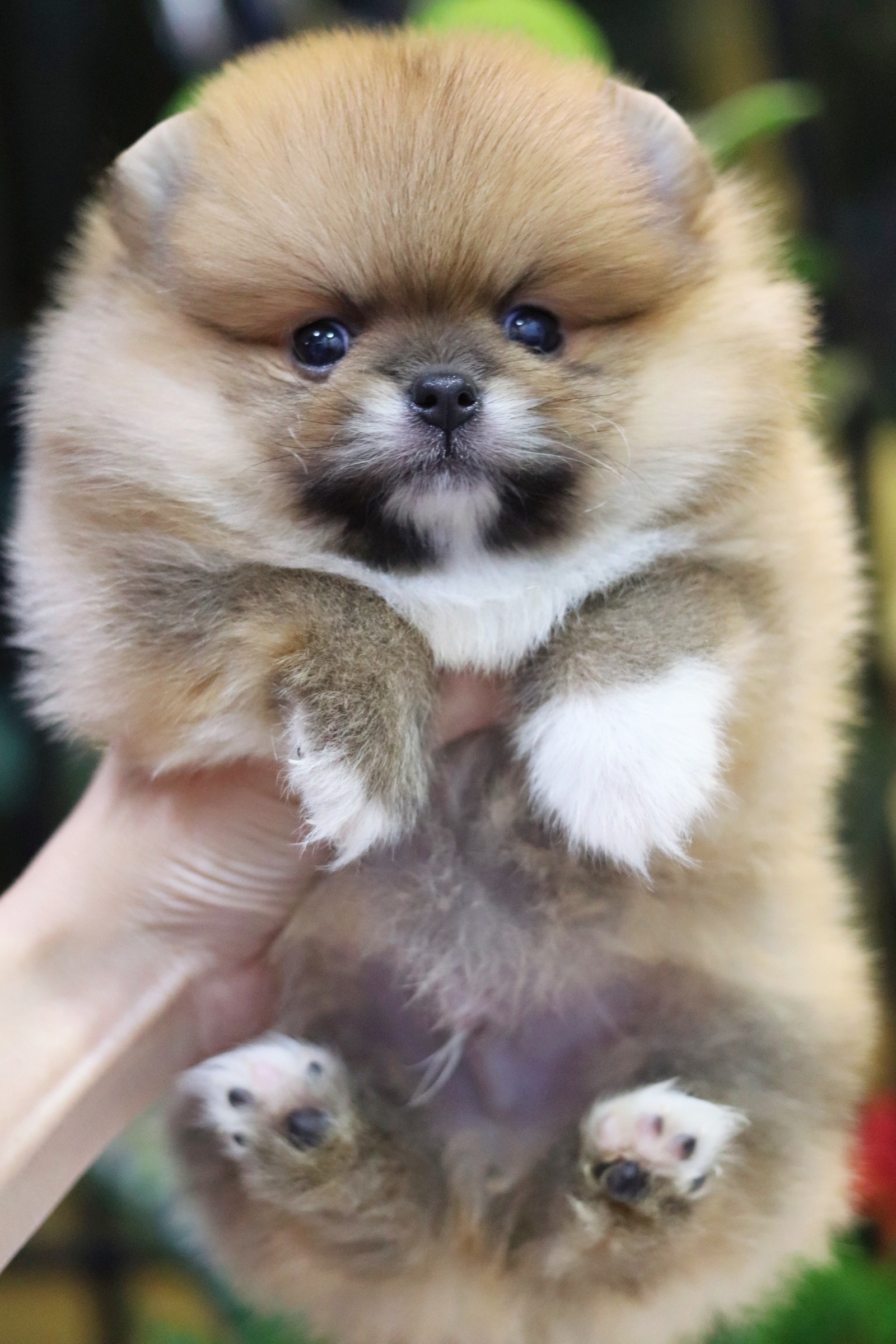 ปอมเมอเรเนียน เพศผู้ ทีคัพ สีส้ม