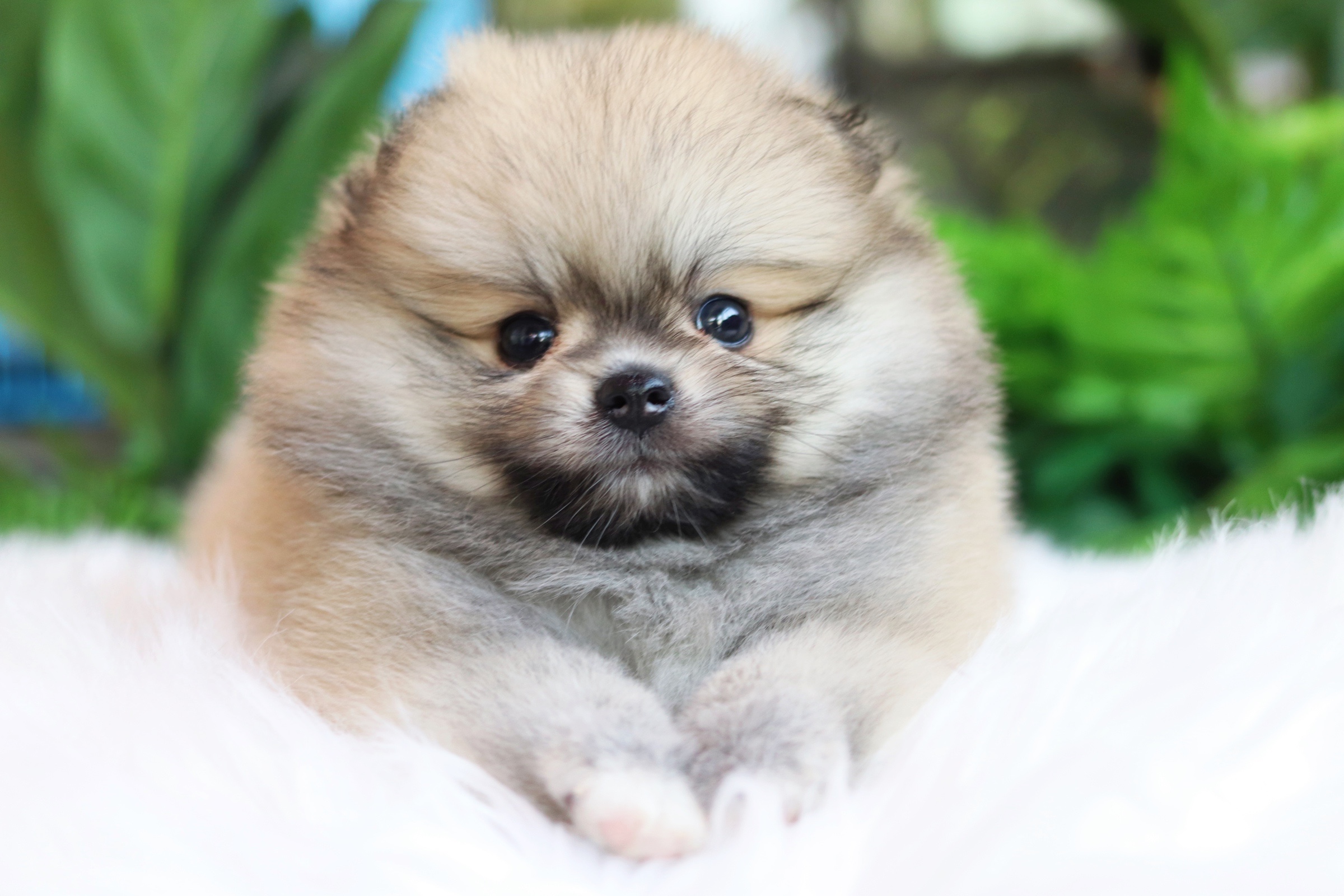 ปอมเมอเรเนียน เพศผู้ สีส้ม