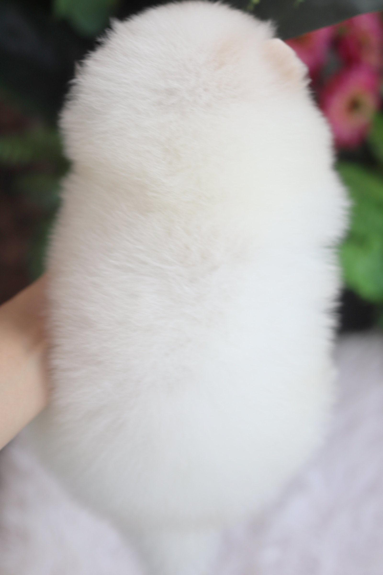 ปอมเมอเรเนียน เพศผู้ สีขาวครีม