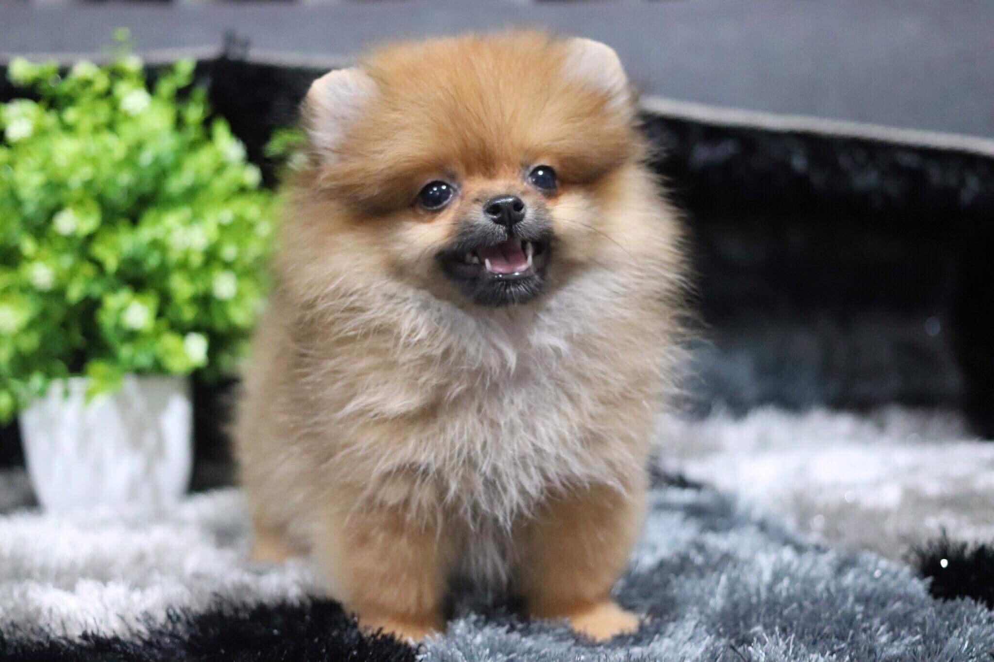 ปอมเมอเรเนียน เพศเมีย (3 เดือน)