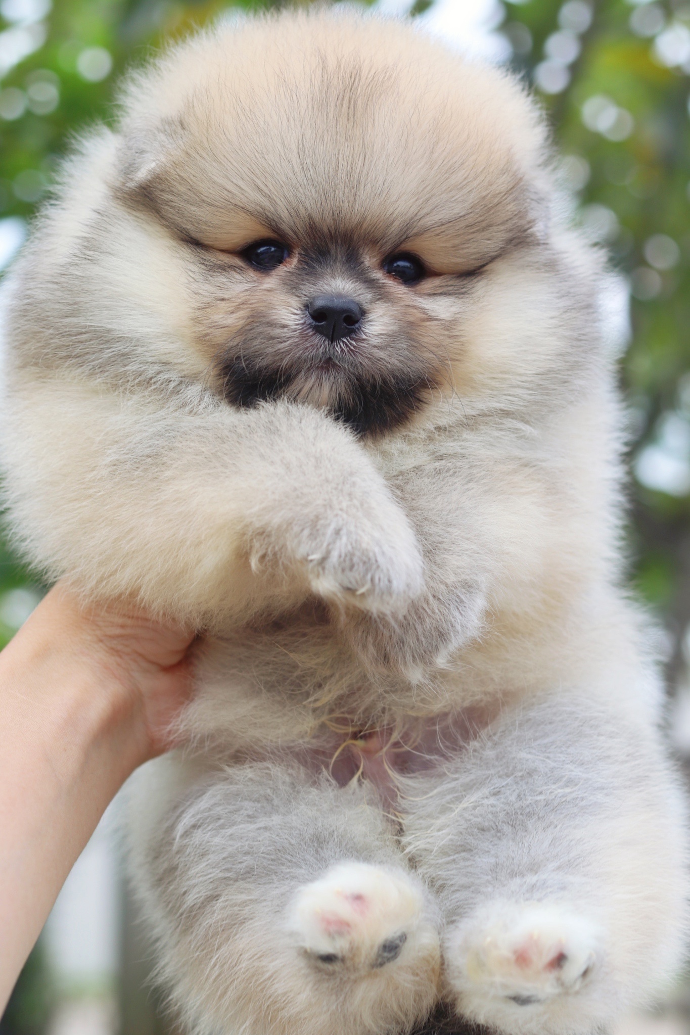 ปอมเมอเรเนียน เพศผู้สีส้ม