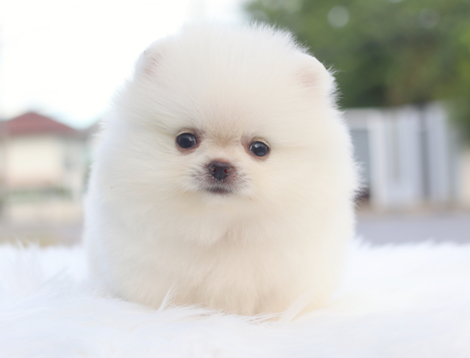 ปอมเมอเรเนียน เพศเมียสีขาวครีมเกรดโชว์