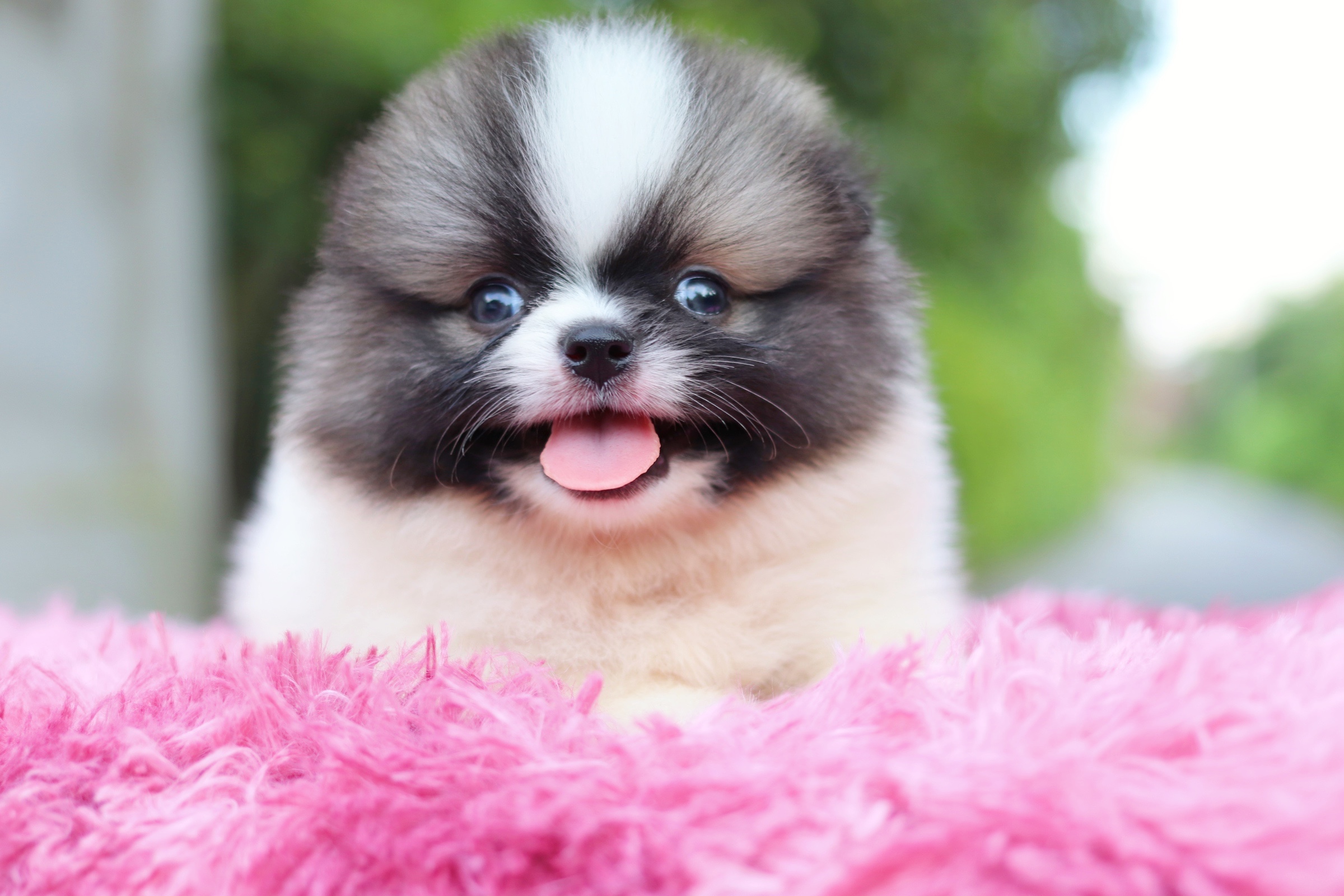 ปอมเมอเรเนียน เพศเมียสีแฟนซี