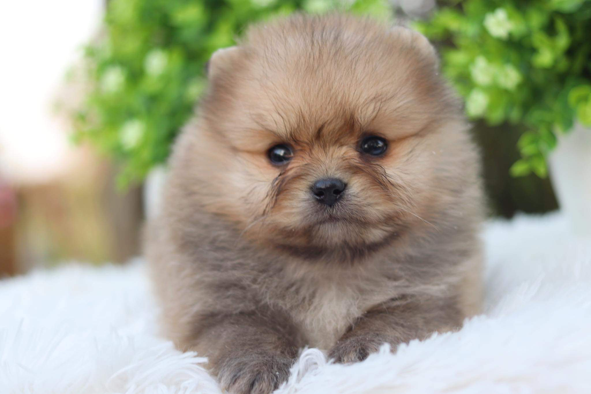 ปอมเมอเรเนียน เพศผู้