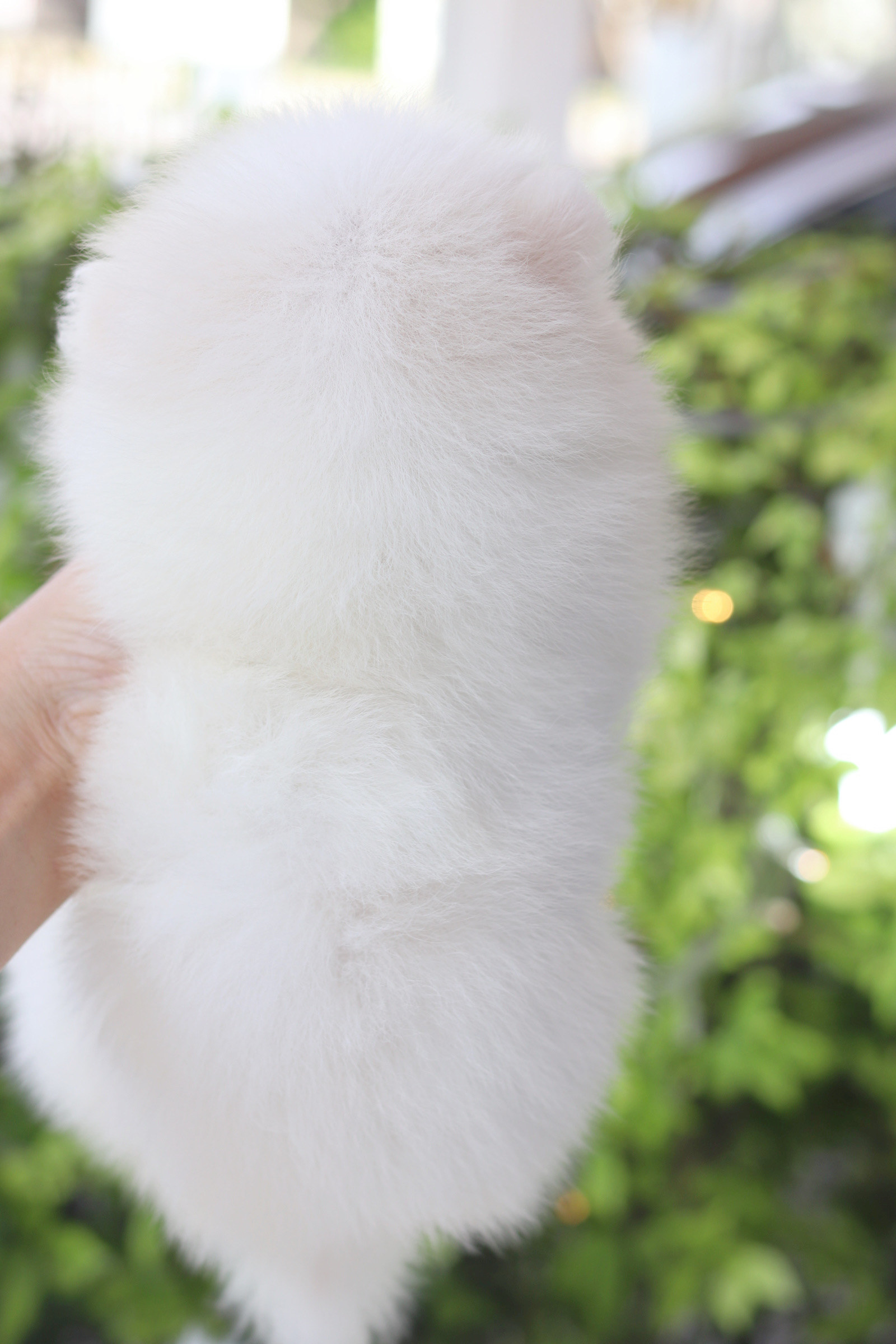 ปอมเมอเรเนียน เพศเมียสีขาวครีม