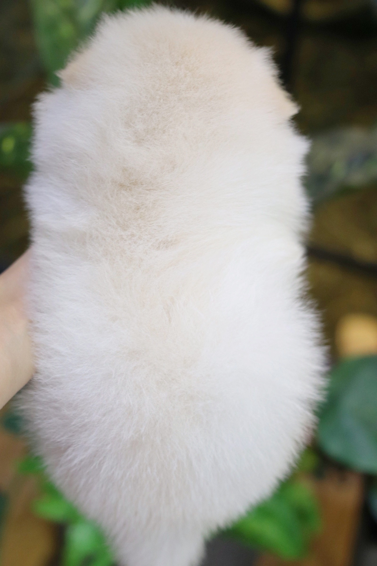 ปอมเมอเรเนียน เพศผู้ สีขาวครีม