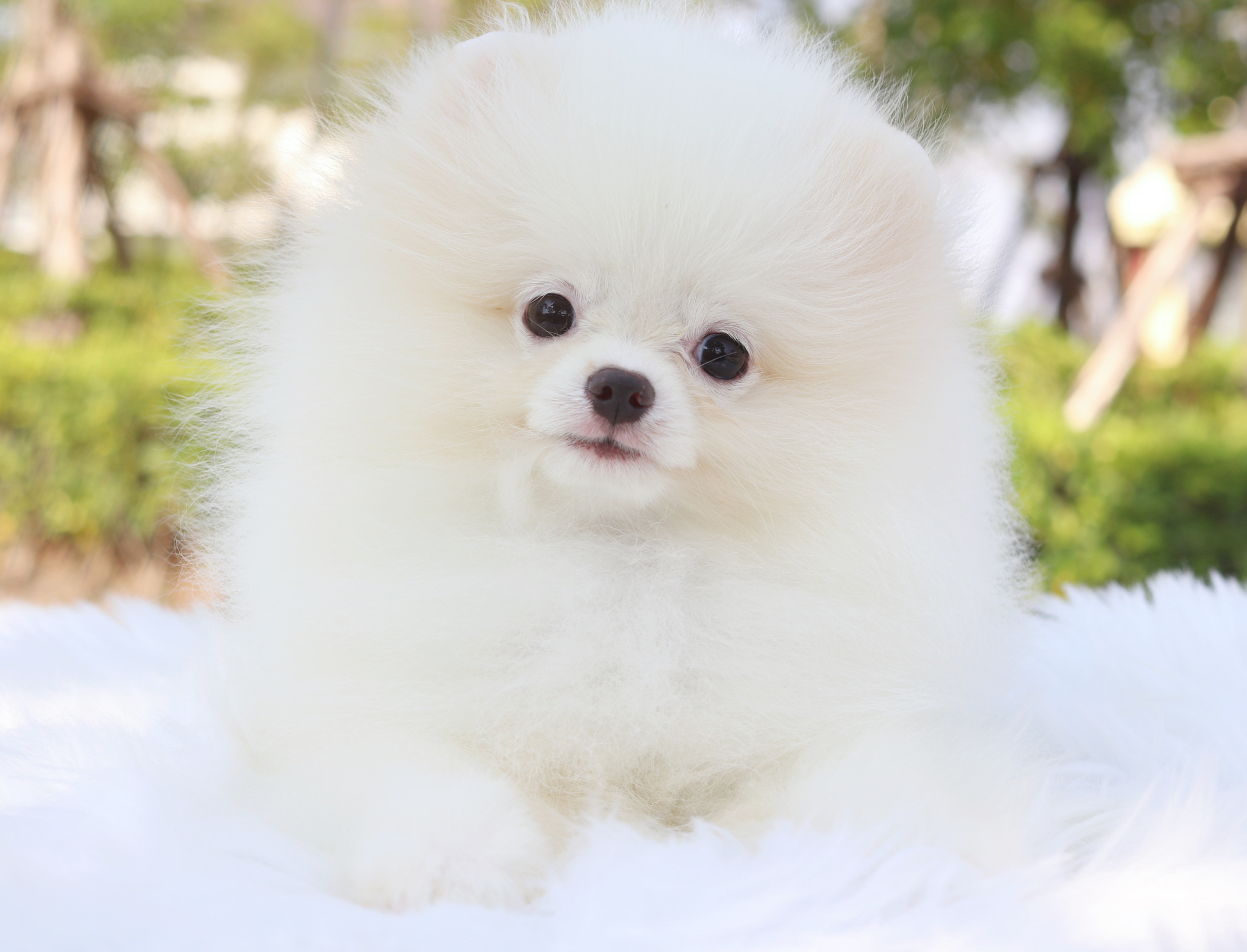 ปอมเมอเรเนียน เพศผู้สีขาวครีม