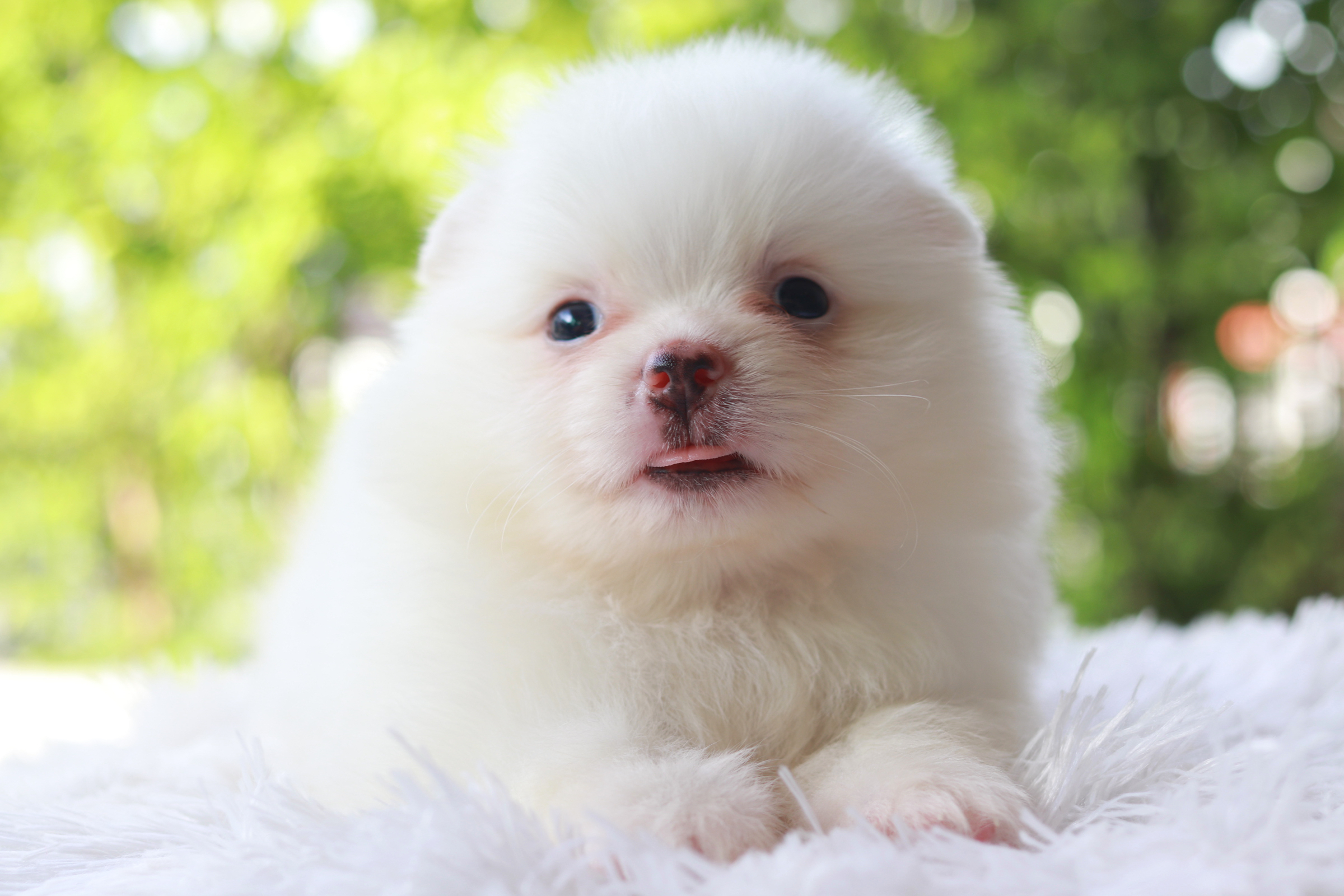 ปอมเมอเรเนียน เพศผู้ หน้าฟ็อกไซส์ปกติ